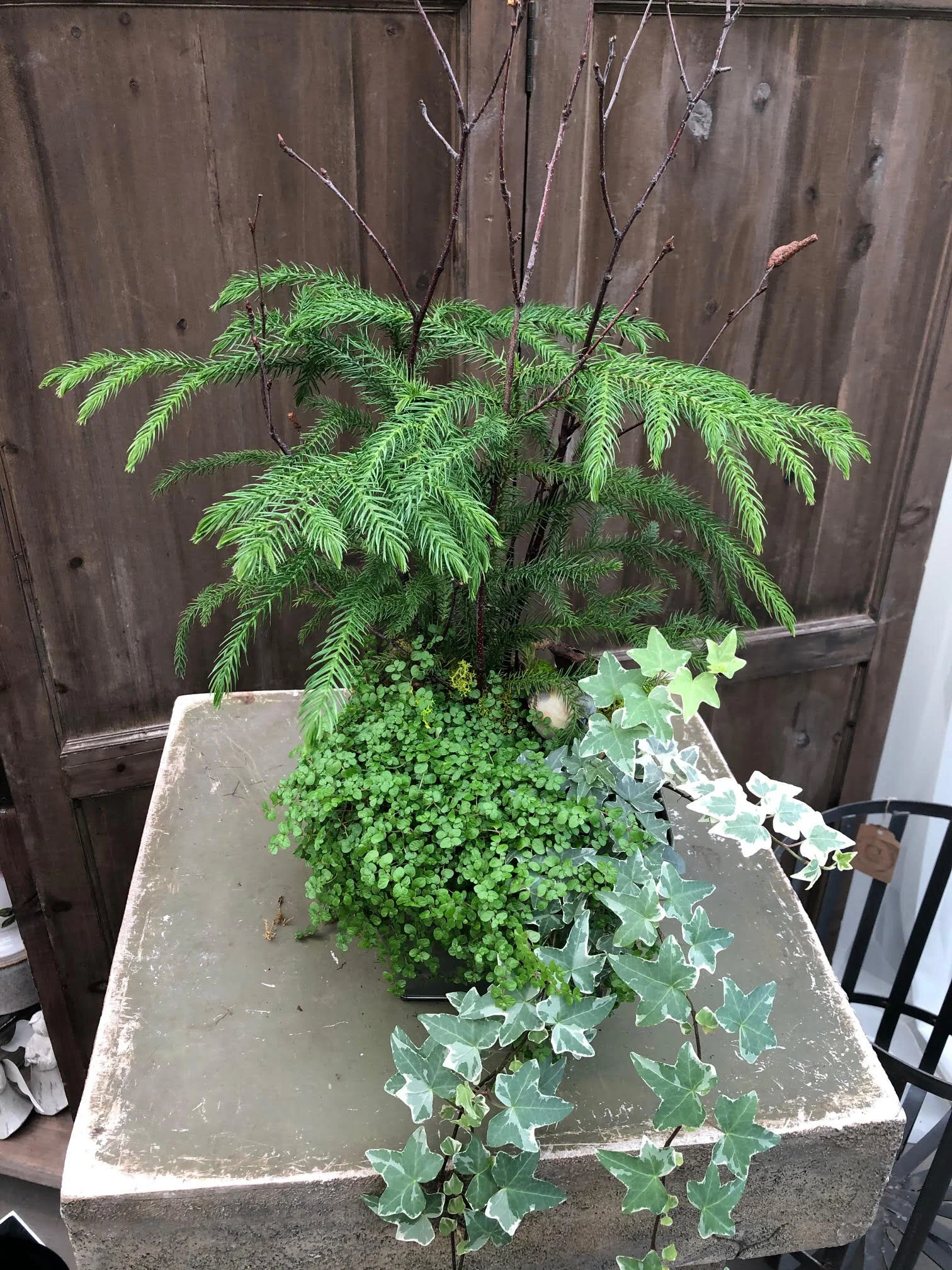 Woodsy Dish Garden