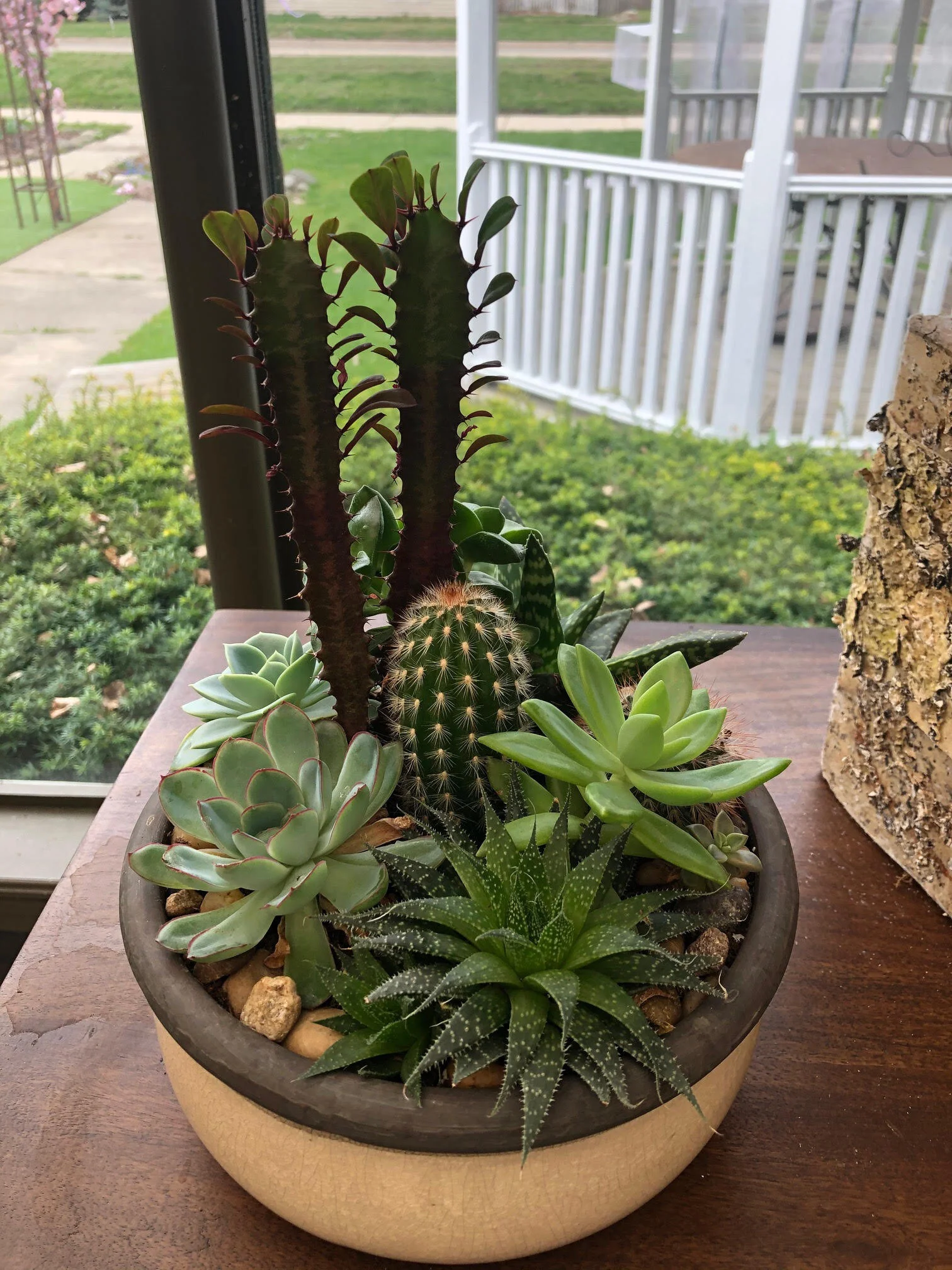 Succulent-Cacti Bowl