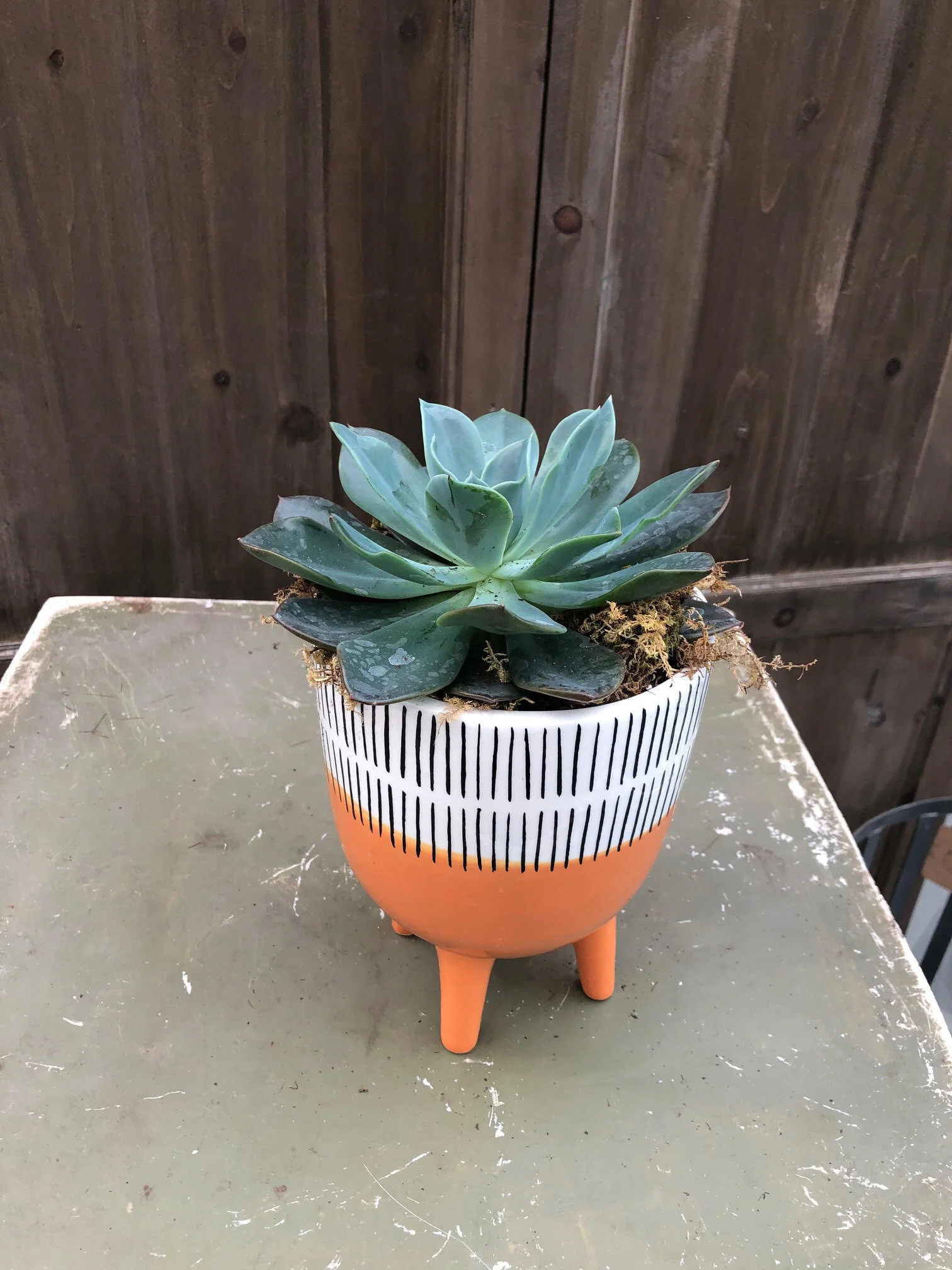Orange Stripe Succulent Arrangement
