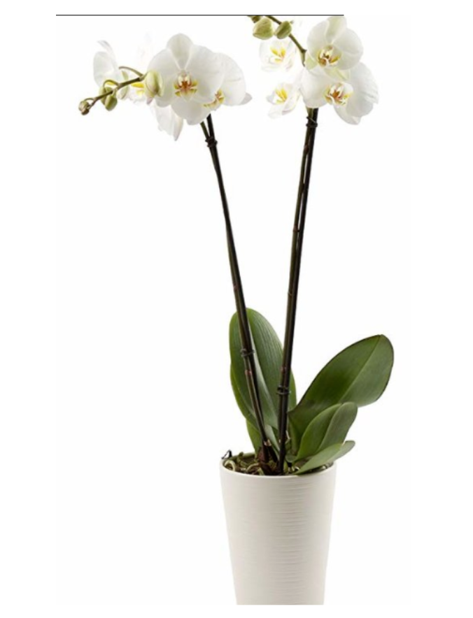 ORCHIDS.PNG