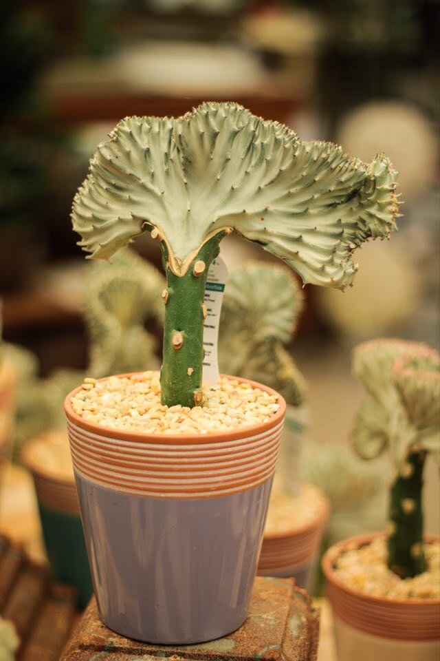 Coral Cactus