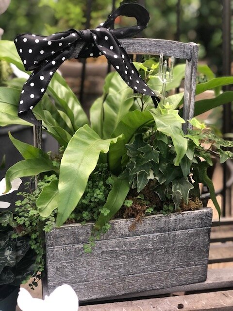 Polka Dot Dish Garden