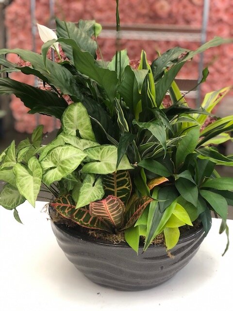 Peace Lily Dish Garden