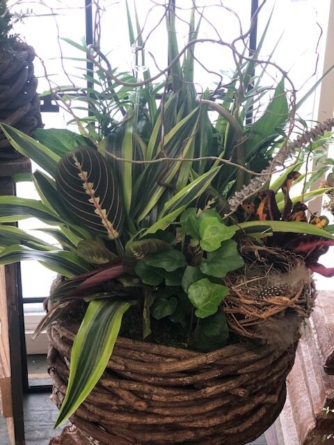 Curly Willow Dish Garden