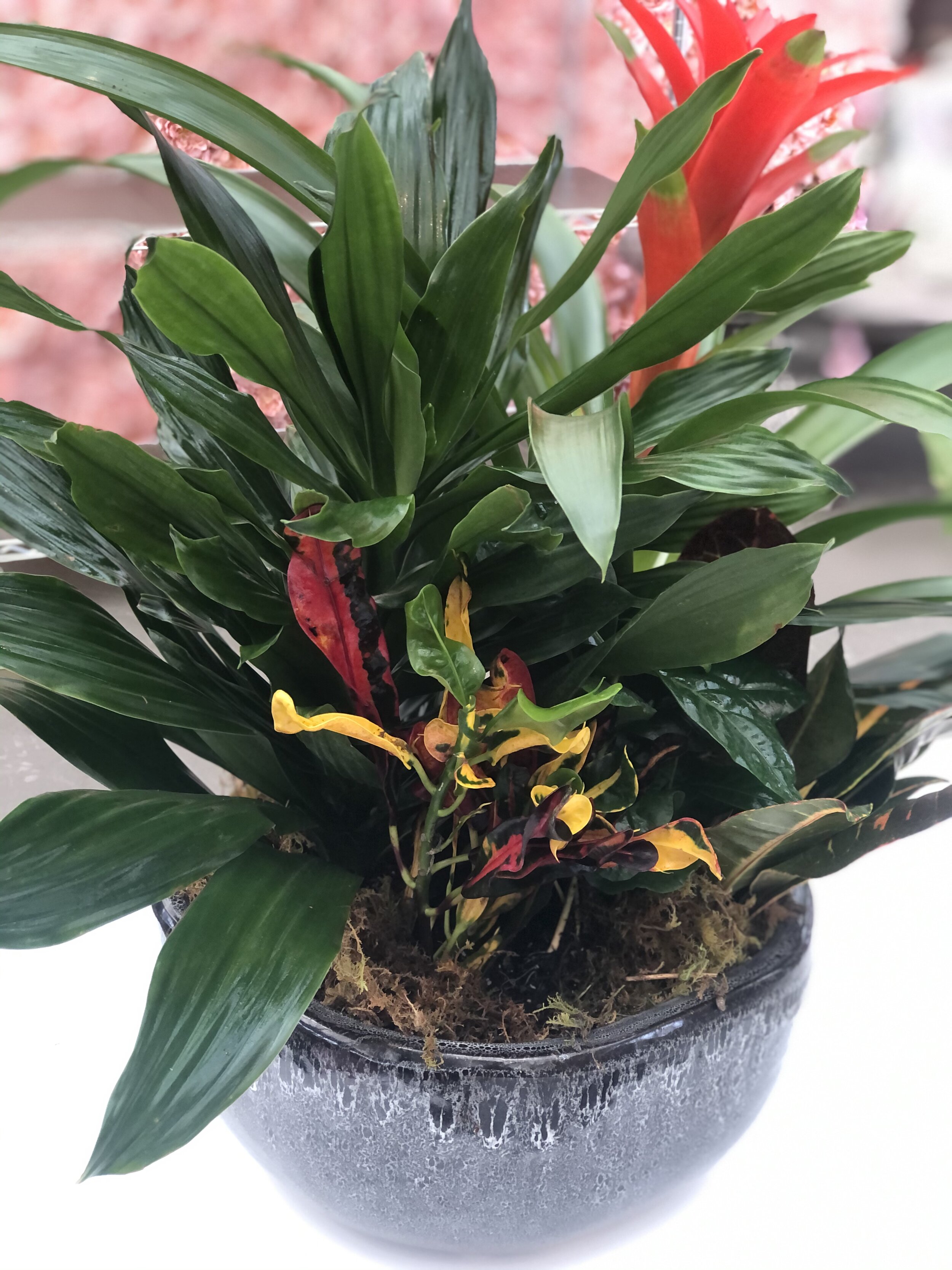 Bromeliad and Croton Dish Garden