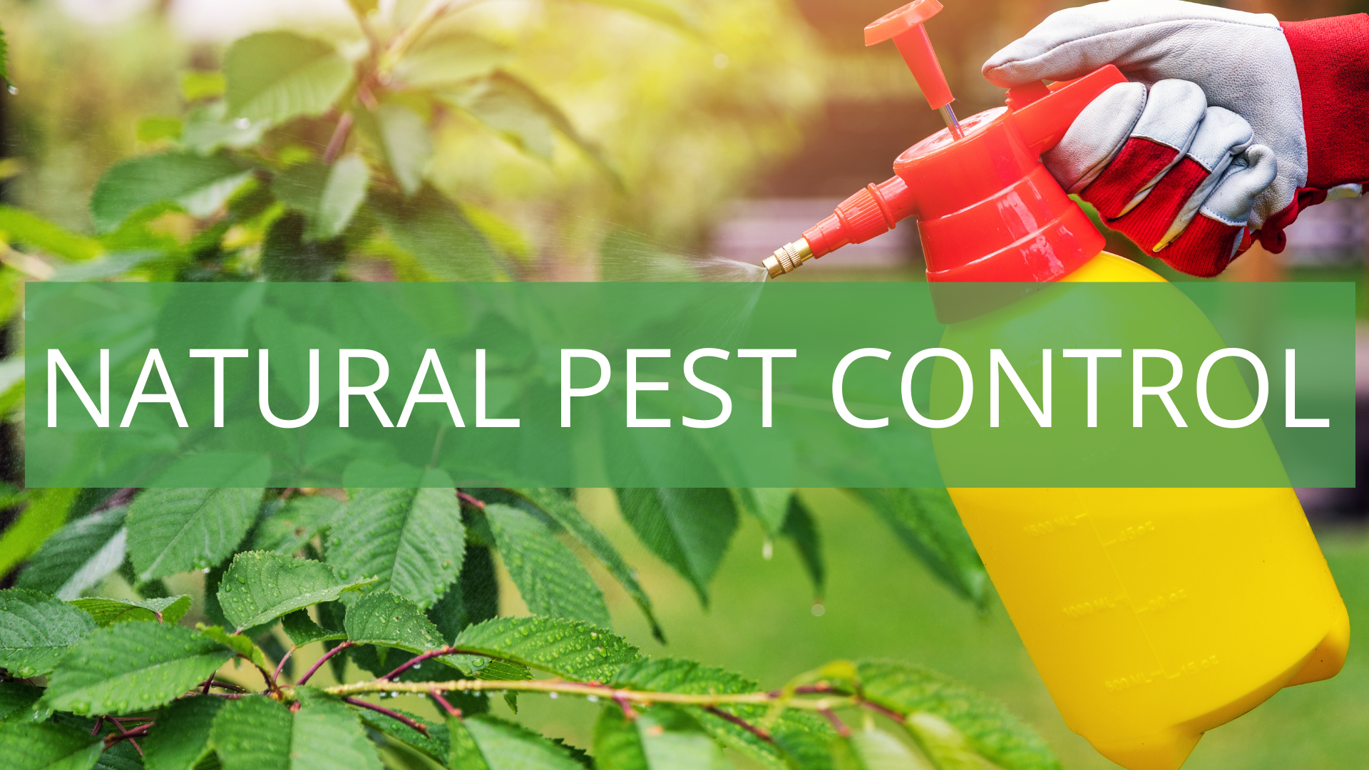LBN Natural Pest Control 16_9.png