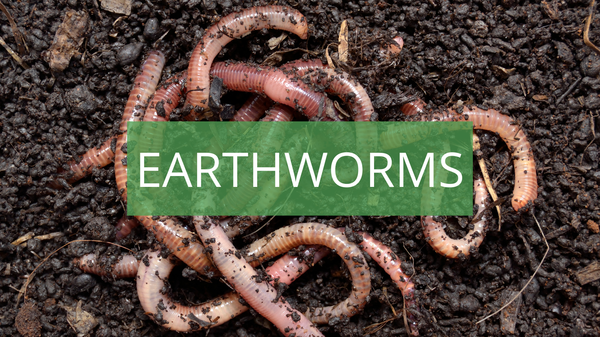 LBN Earthworms 16_9.png