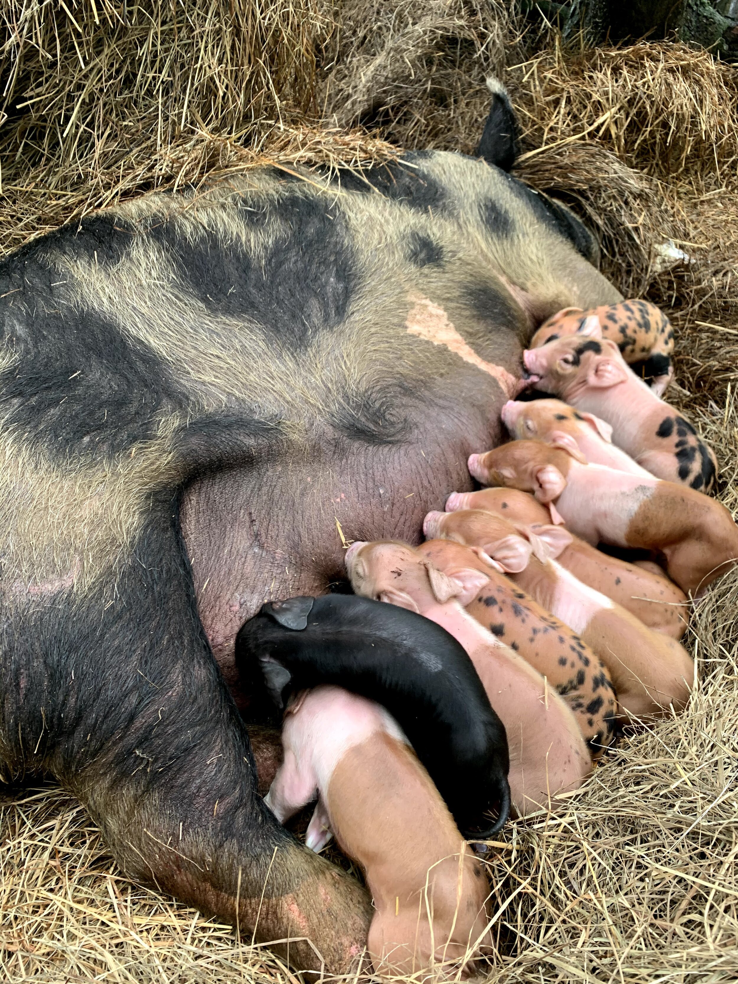 Litter of piglets.jpg