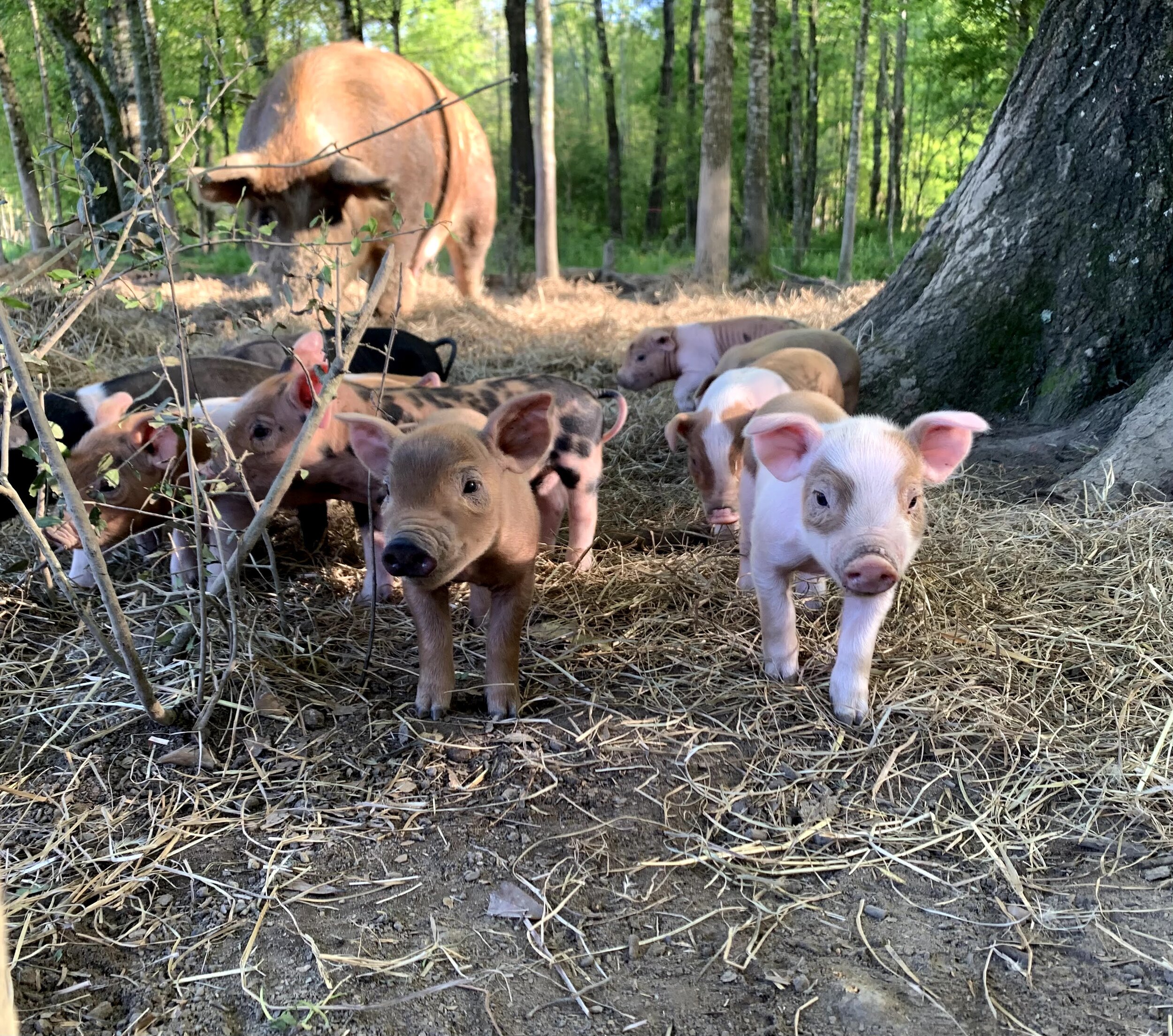 Piglets in the woods.jpg