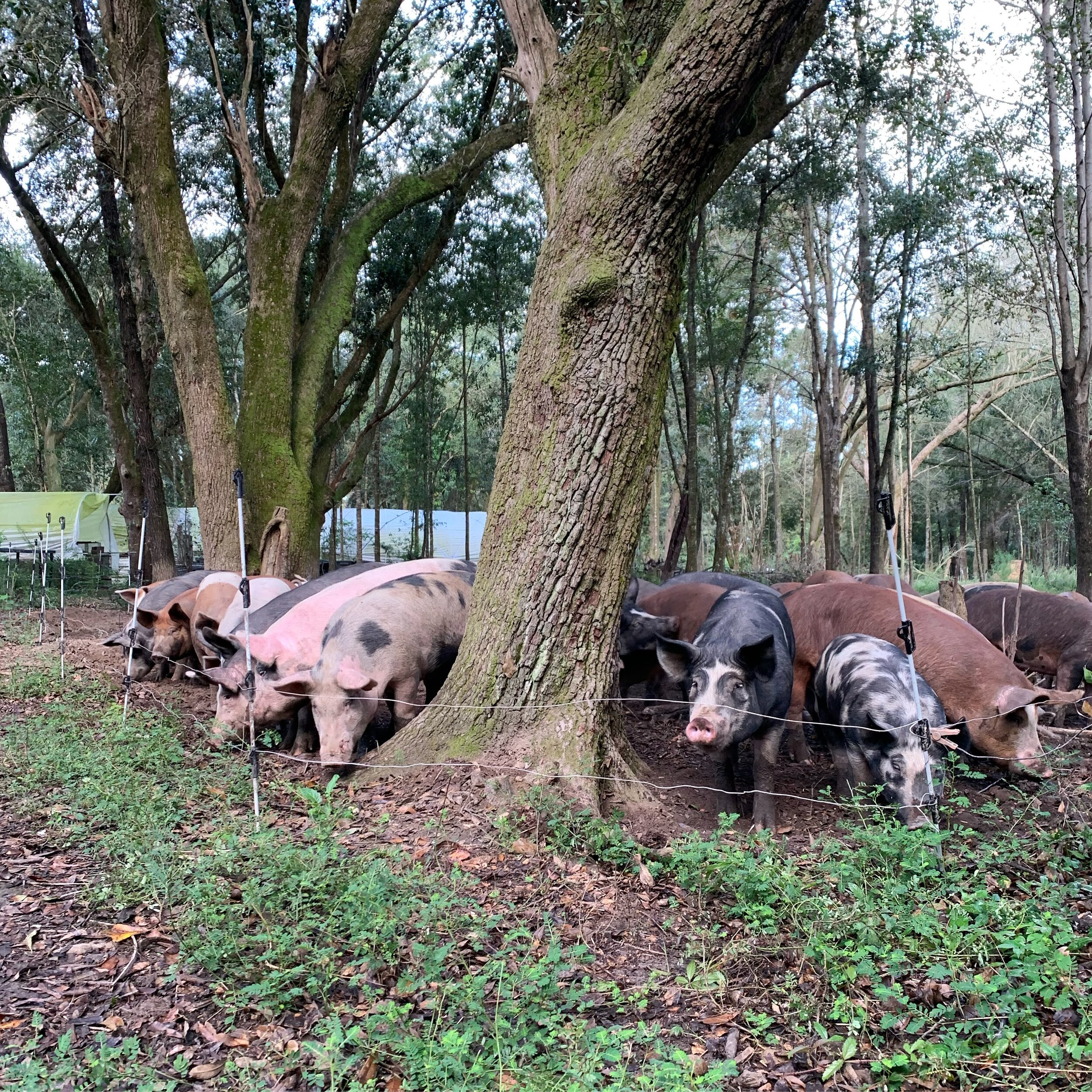 Pigs in the woods.jpg