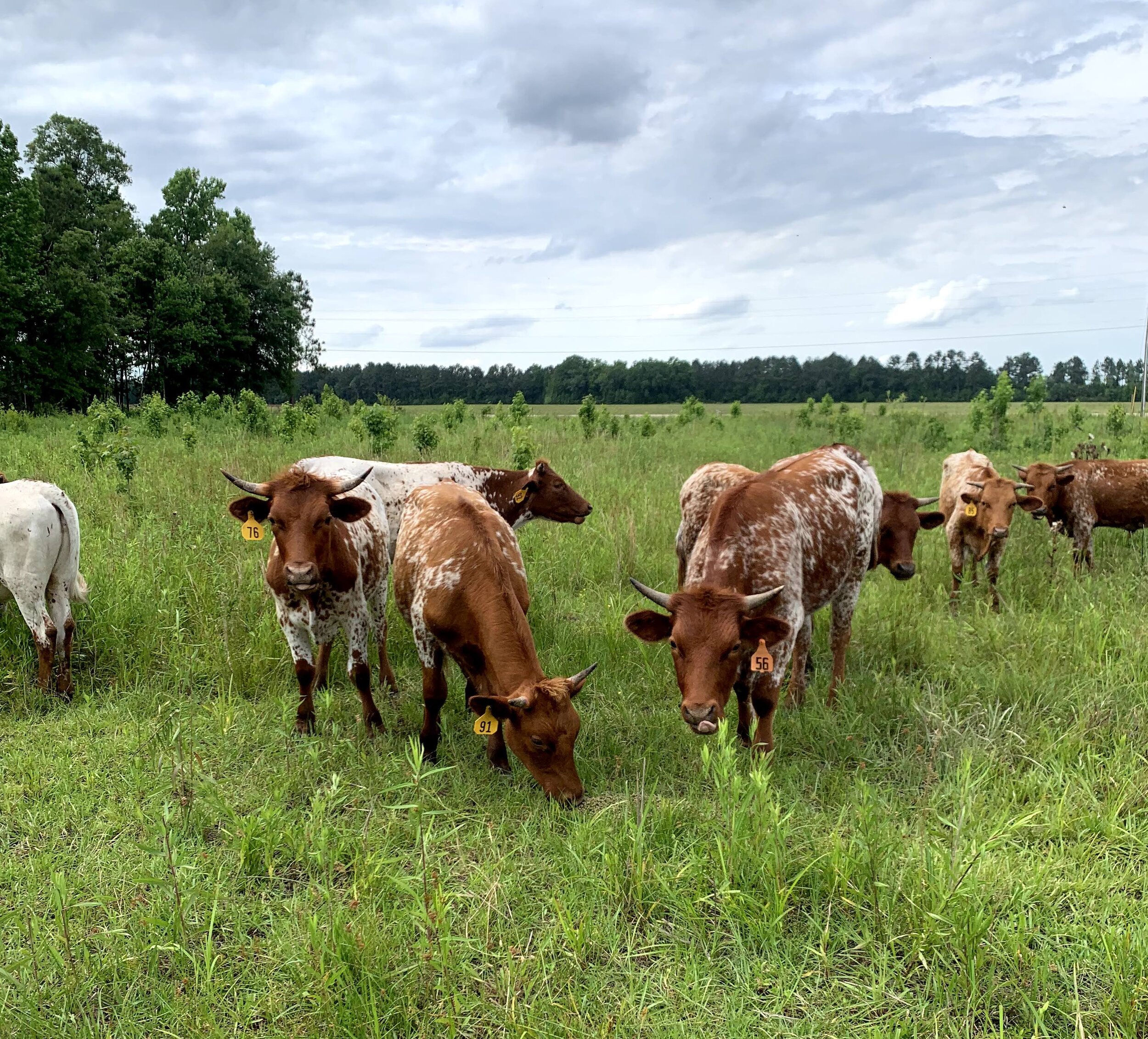 lip licking cattle.jpg