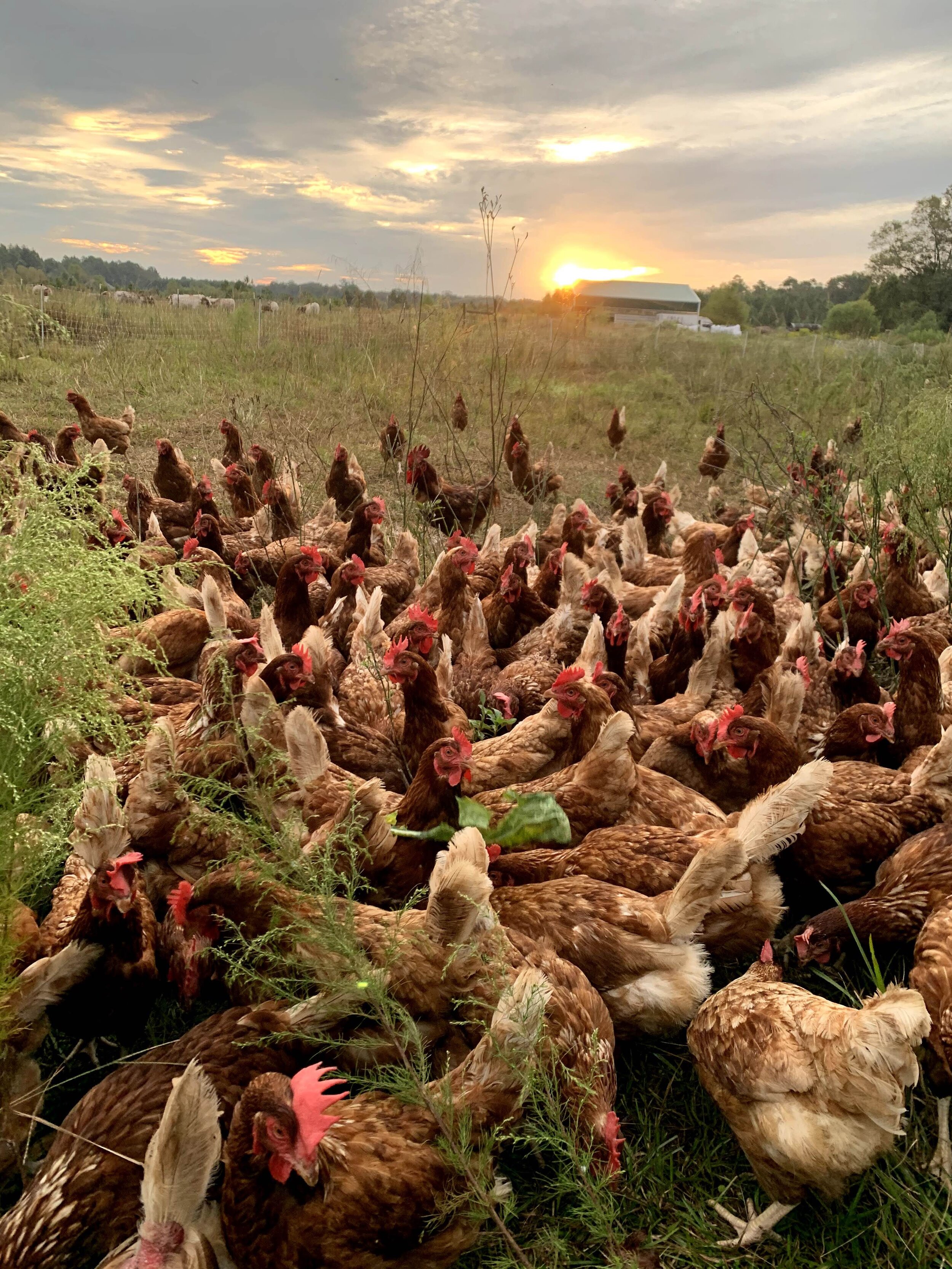 Flock 2 sunrise.jpg