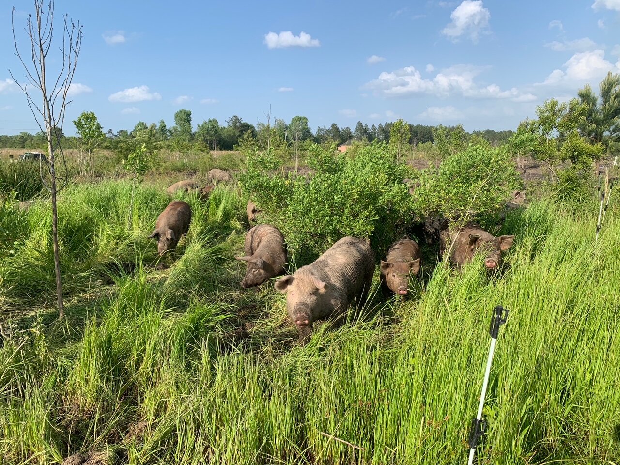 Pastured pigs tall grass.jpg