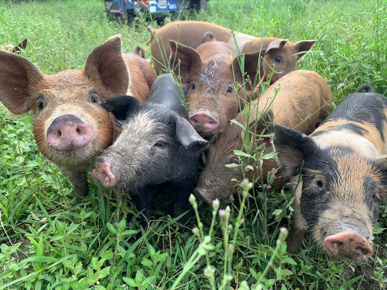 Piglets on pasture.jpg