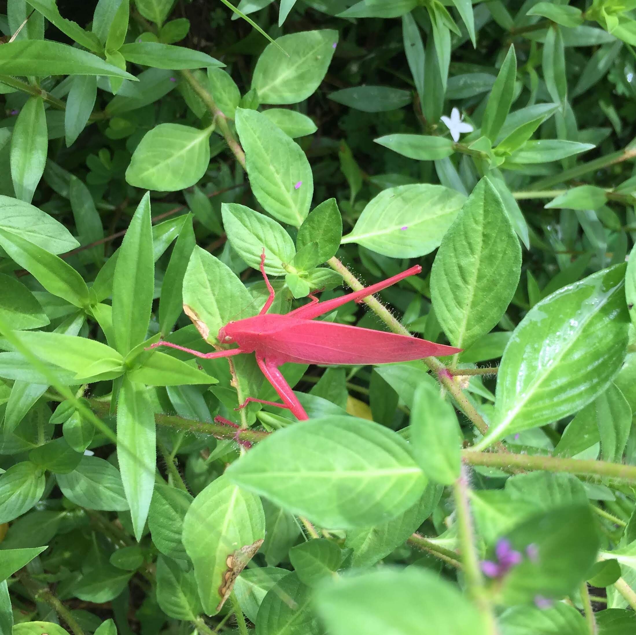 Pink katydid.JPG