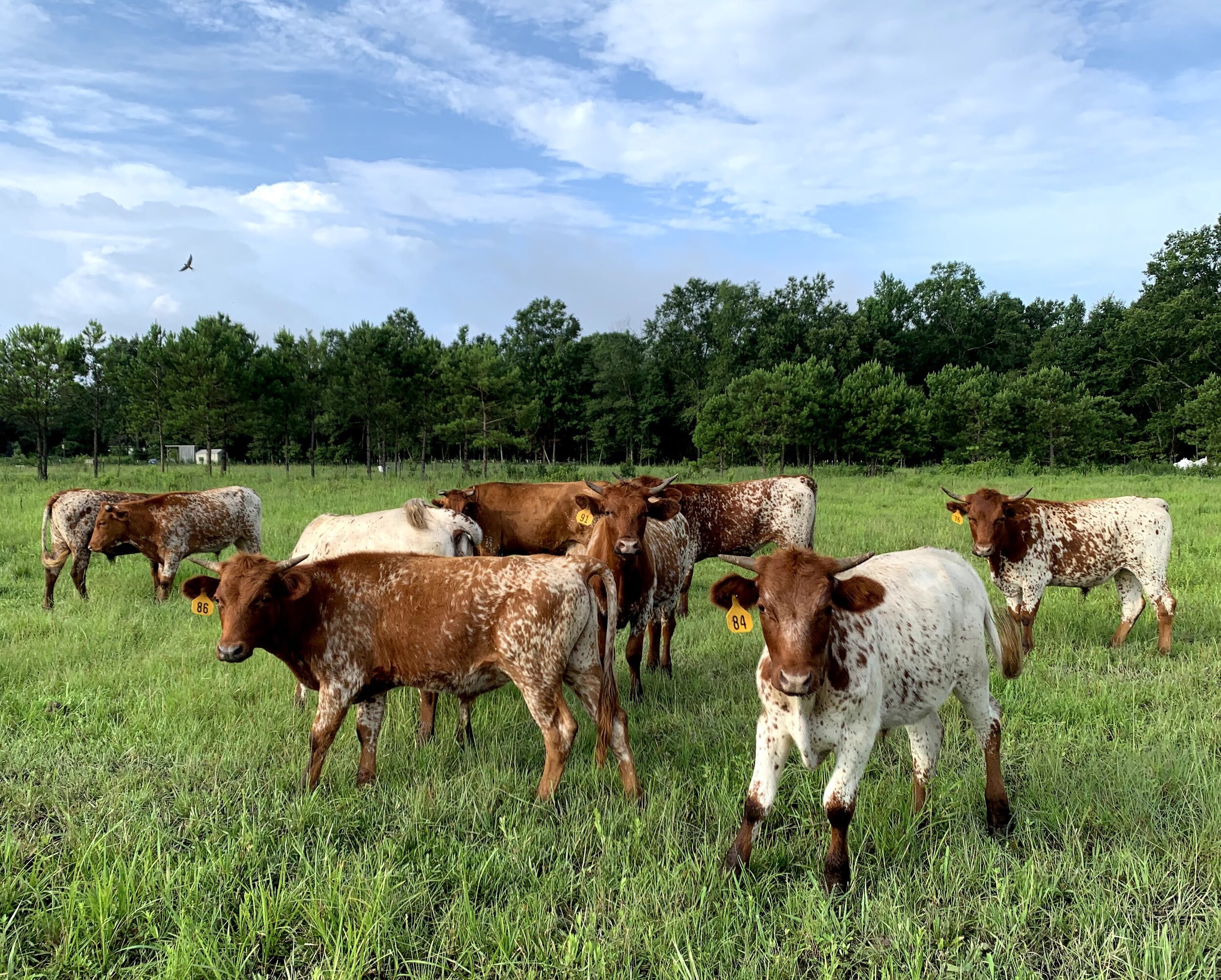 pineywoods cattle.jpg