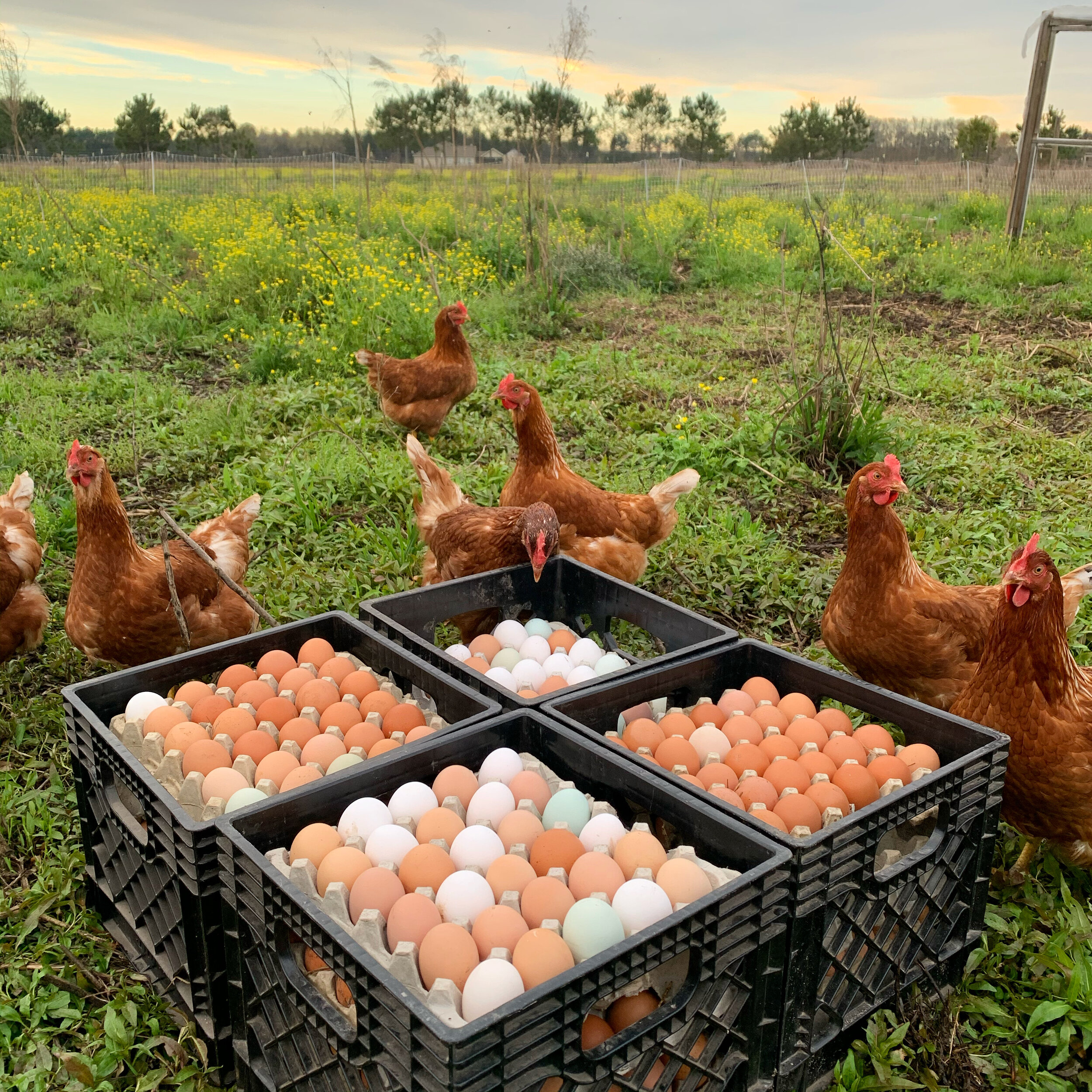 flock 1 eggs.jpg