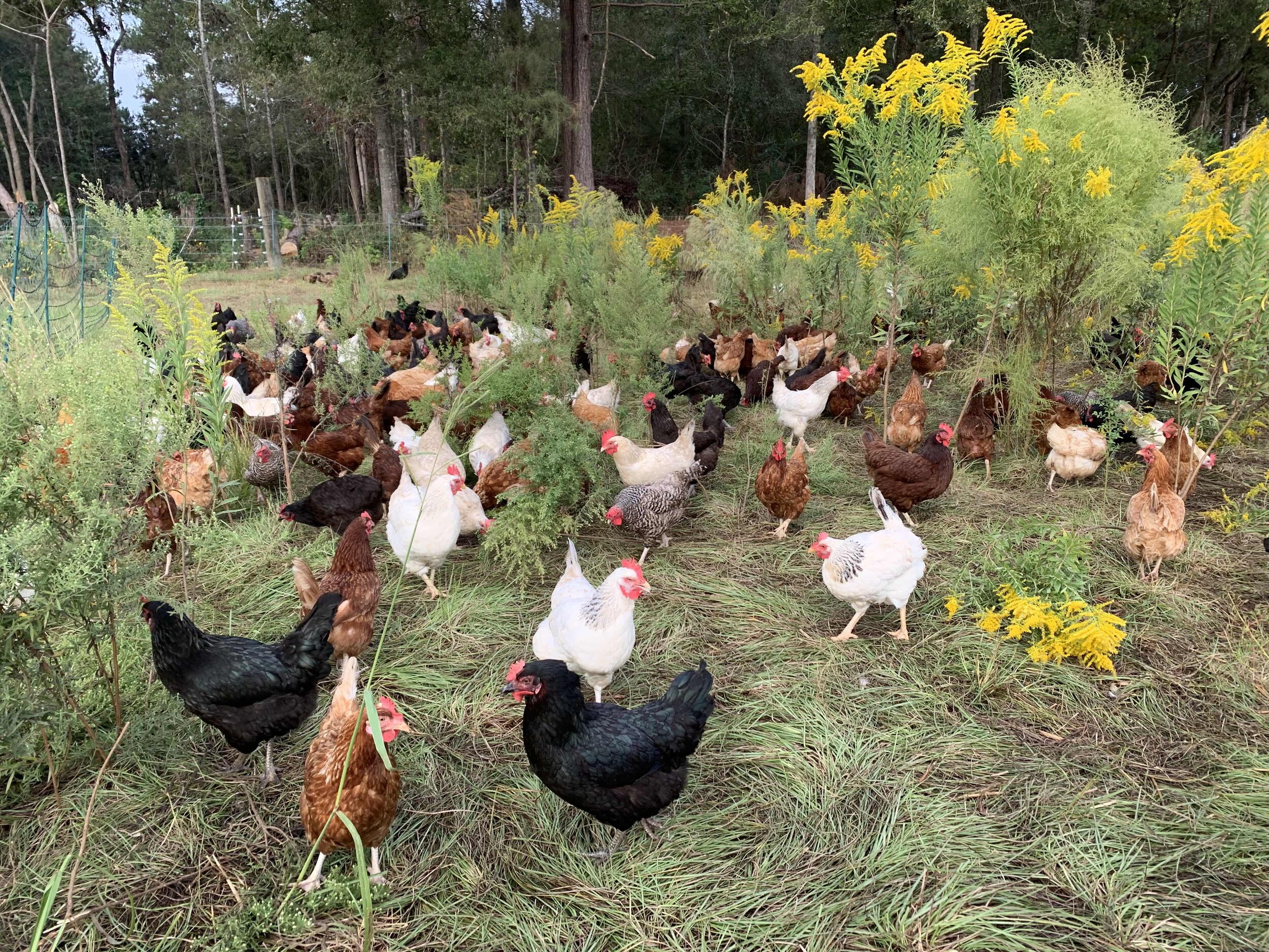 chickens goldenrod.jpg