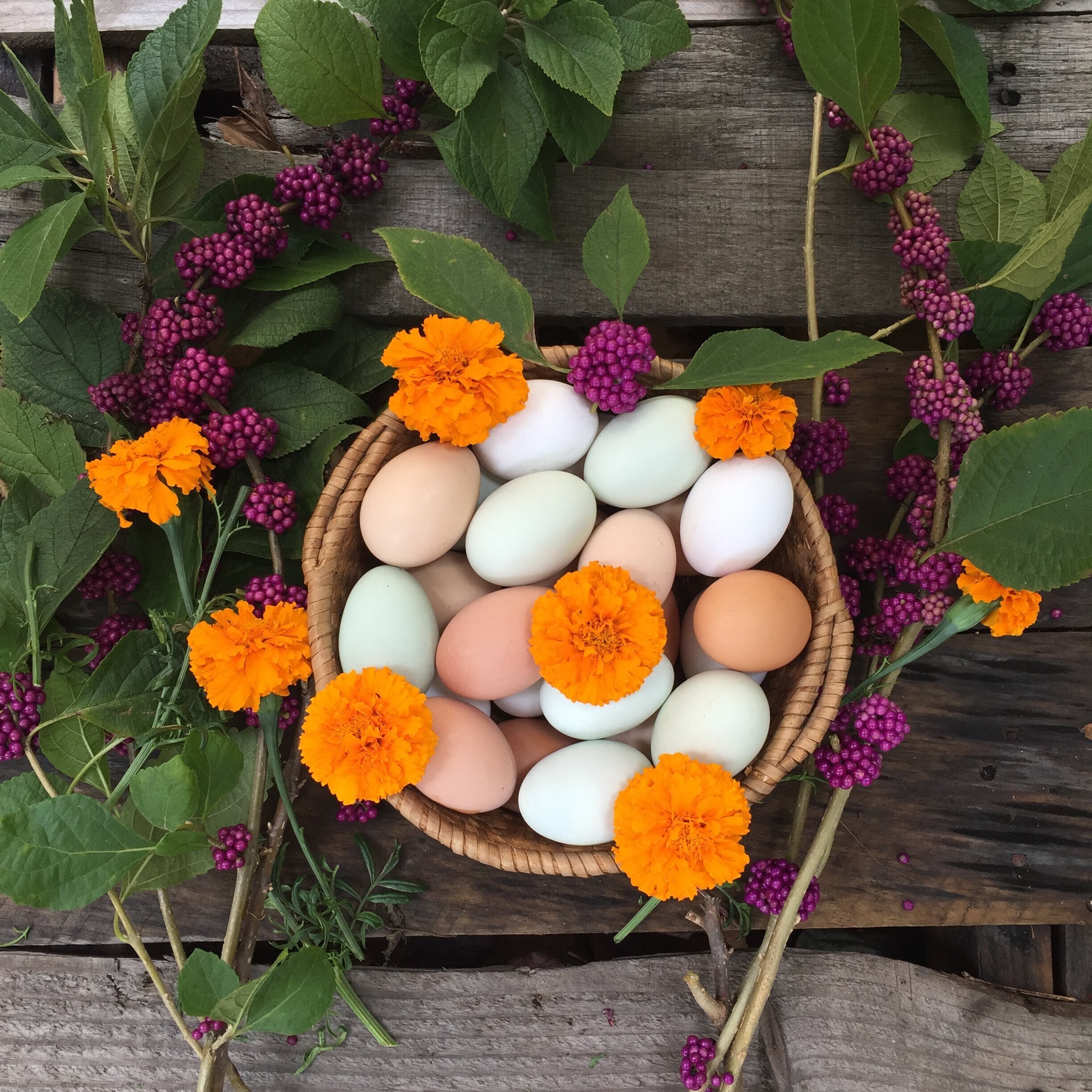 eggs beauty berry marigolds.JPG