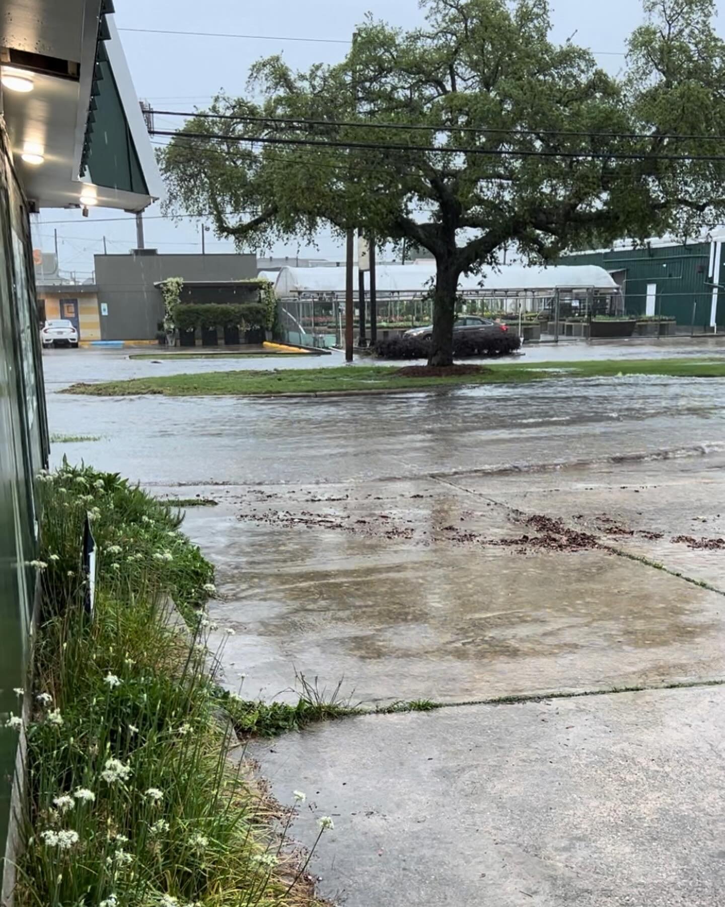 Still mentally recovering from the last two days, how about you??

We had some street flooding in front of the shop, but nothing compared to Gentilly, Mid-City, Broadmoor, Fontainebleau and other parts of the area.

@localcoolingfarms also came throu