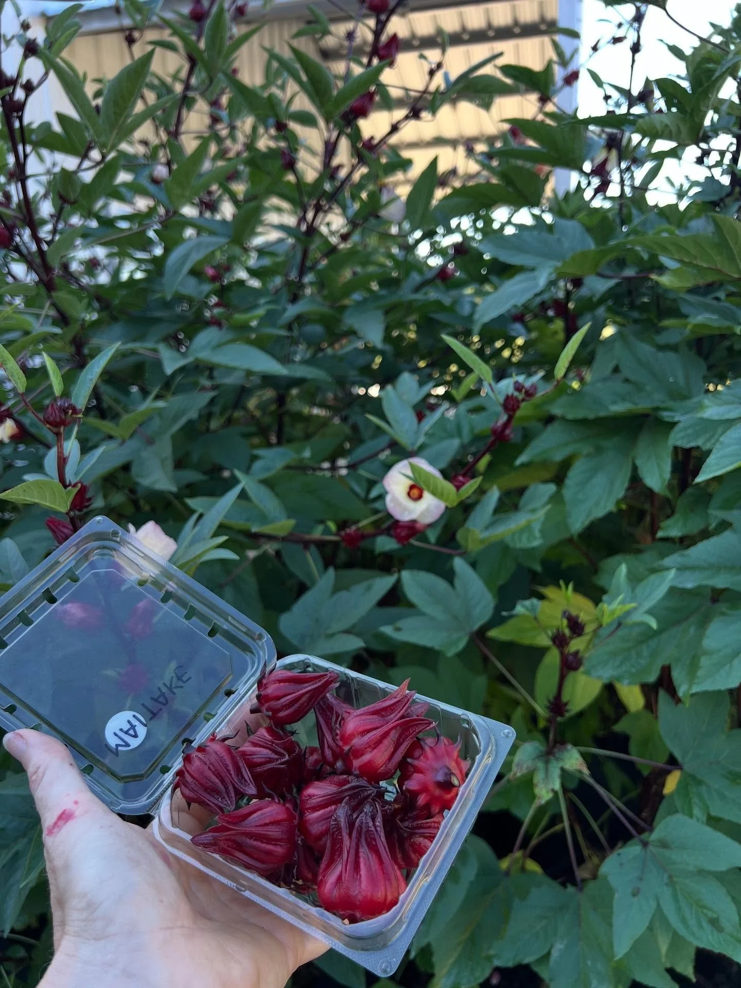 &hearts;️🌸Roselle hibiscus appreciation post! 🌸&hearts;️

They&rsquo;re so fun to grow in the doldrums of summer when other things are struggling in the heat, with pest pressure, etc.

Roselle is also known as Florida cranberry, Jamaican sorrel, re