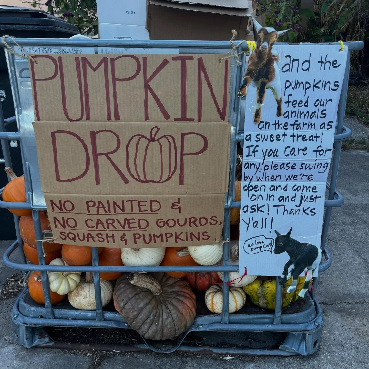 The calm before the (pumpkin) storm!

Reminder that we&rsquo;re still accepting pumpkins to feed our @localcoolingfarms crew &mdash; especially the goats, but also the pigs and chickens.

The drop offs really tend to begin in earnest after Thanksgivi