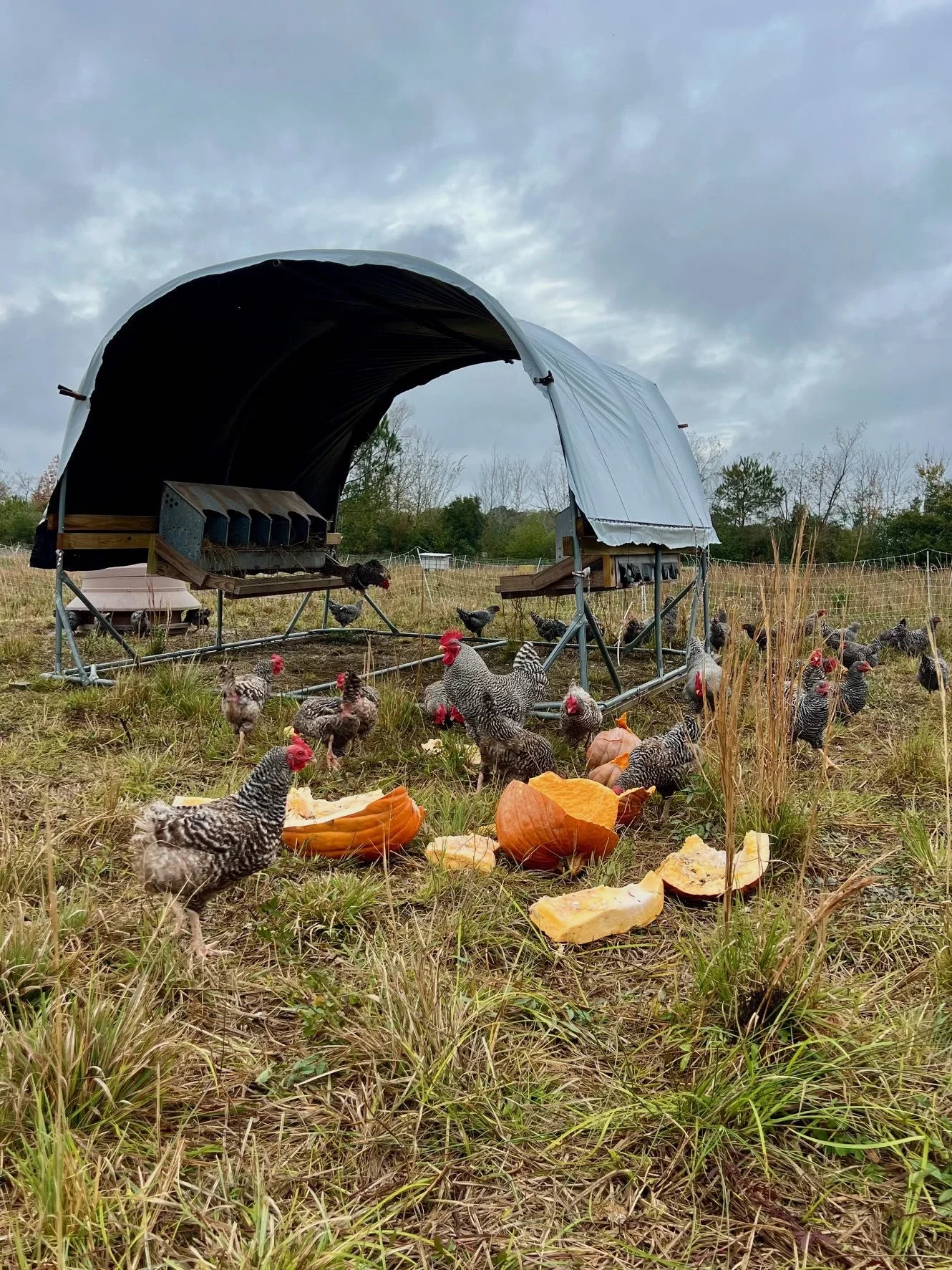 Torrential Rain, Pumpkins Galore for Goats, Chickens &amp; Pigs + Pig Moves &amp; Pig Breeding