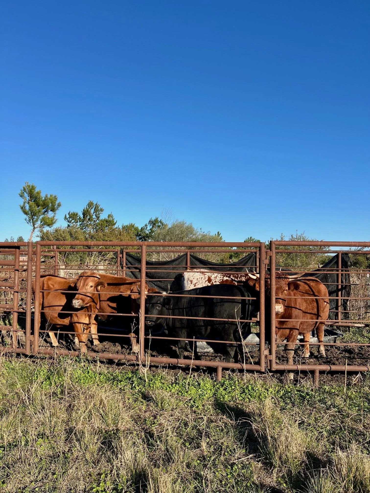 Beef &amp; Goat Harvest, Family Visit, Weaning Piglets and the End of Pumpkin Season