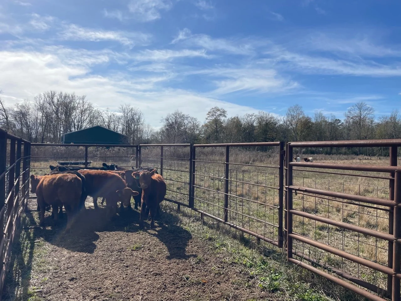 Three Twelve Steer Arrival.JPEG