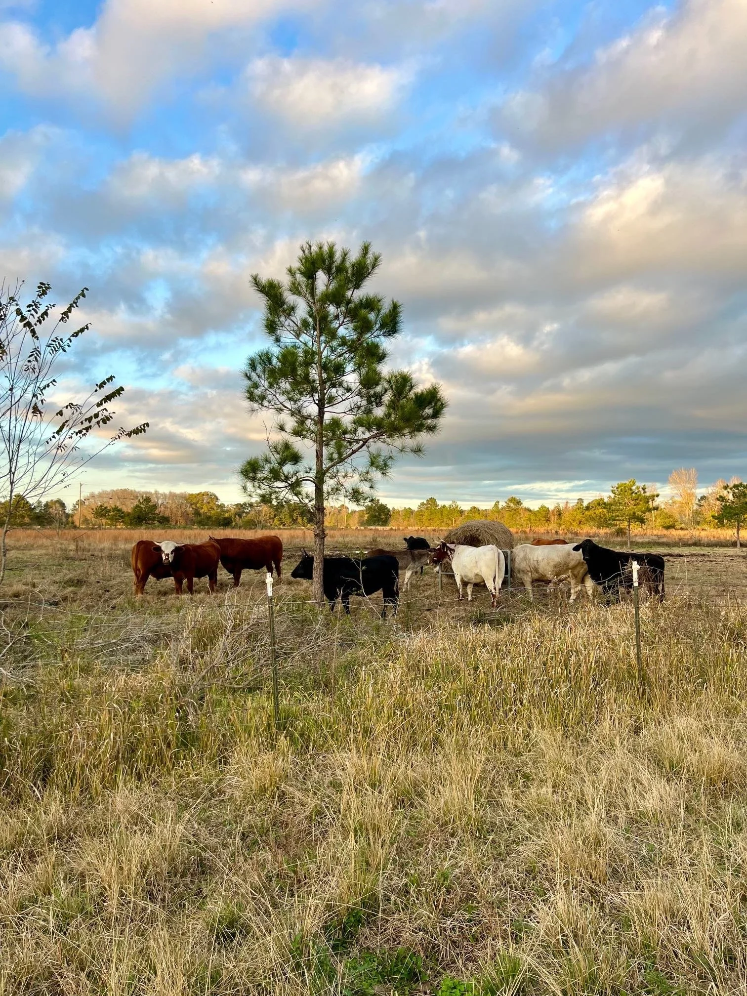 Cattle Golden Hour Bale Grazing Dec 2025.jpg