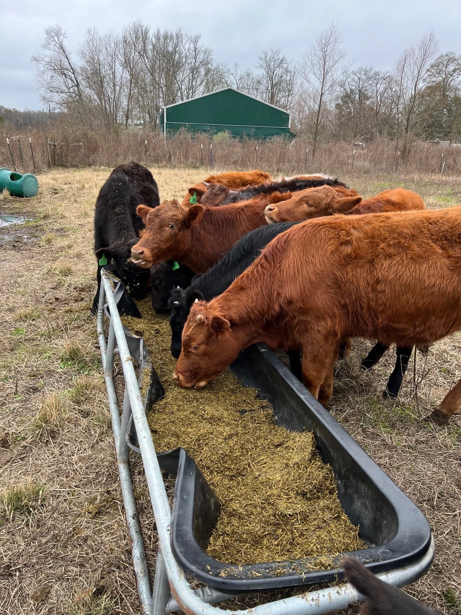 Winter Feeding Cattle Jan 2024.jpg