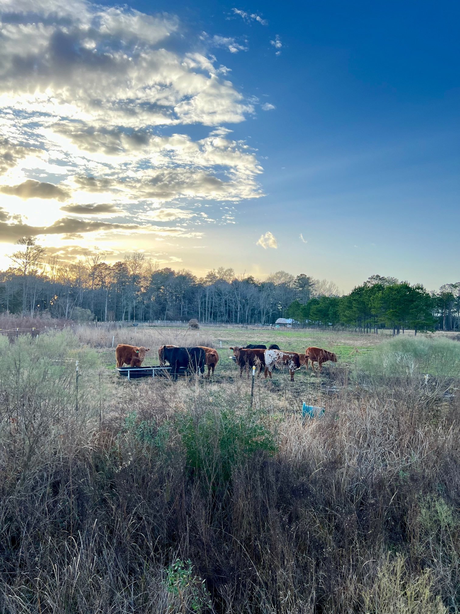 Feb 2024 Cattle Acre Paddock.jpg