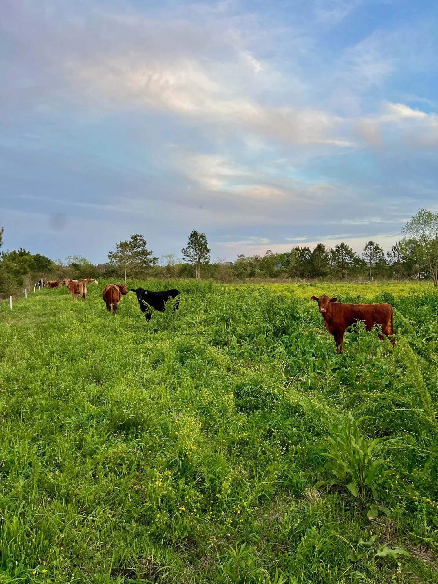 March 2024 Rye Cattle.jpg
