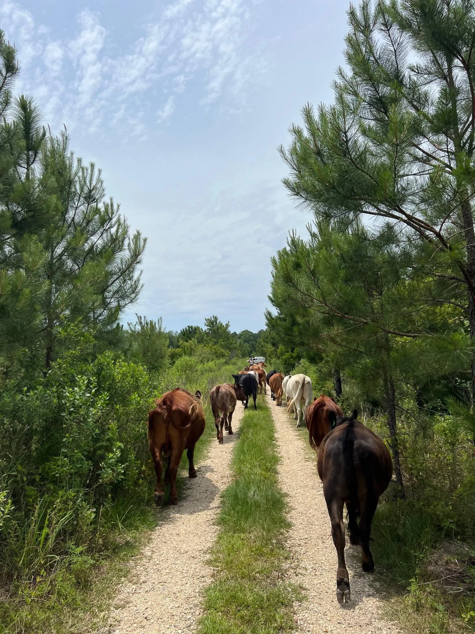 Cattle on Road May 2024.jpg