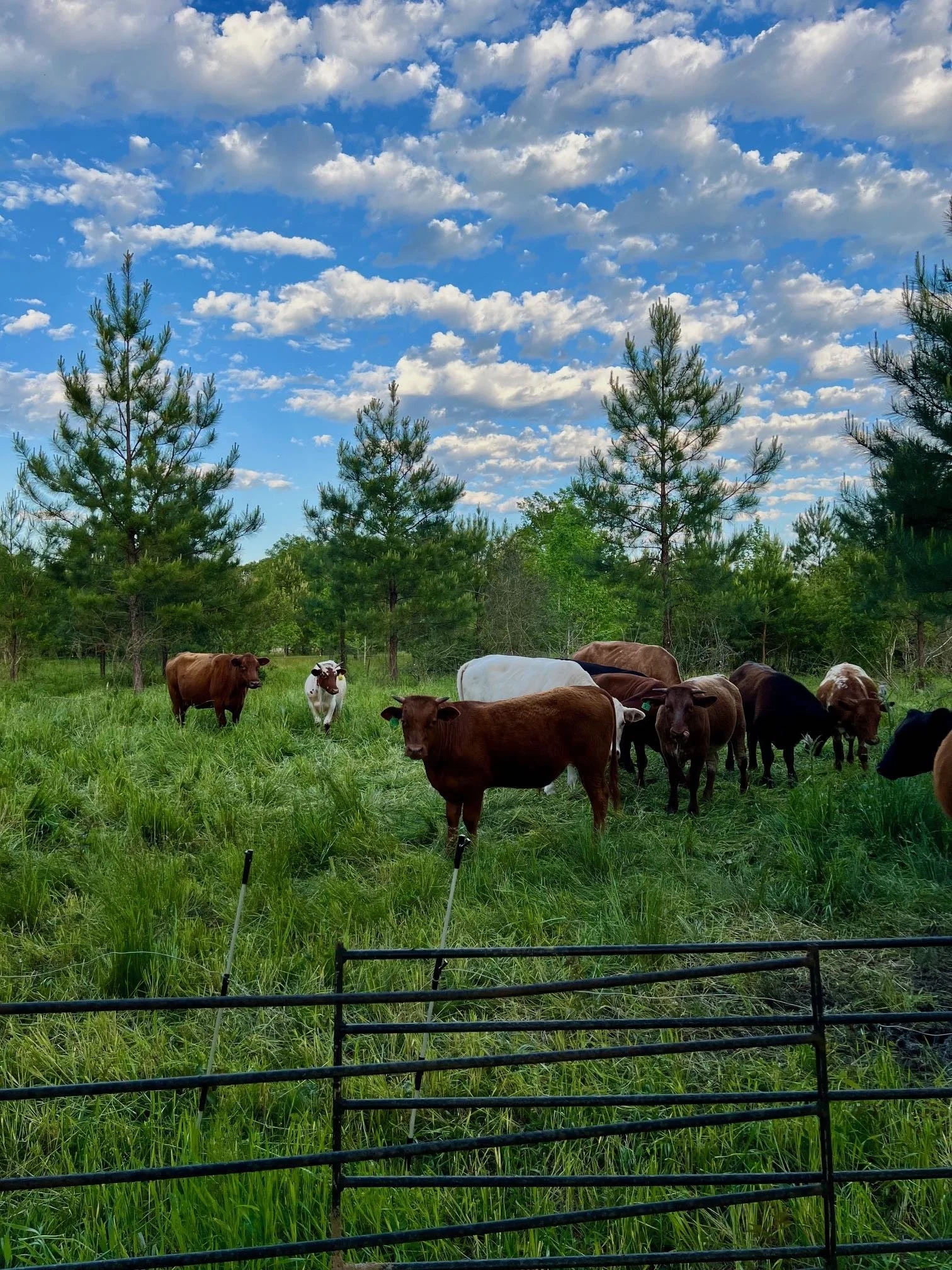 Cattle Blue Sky Clouds April 2024.jpg
