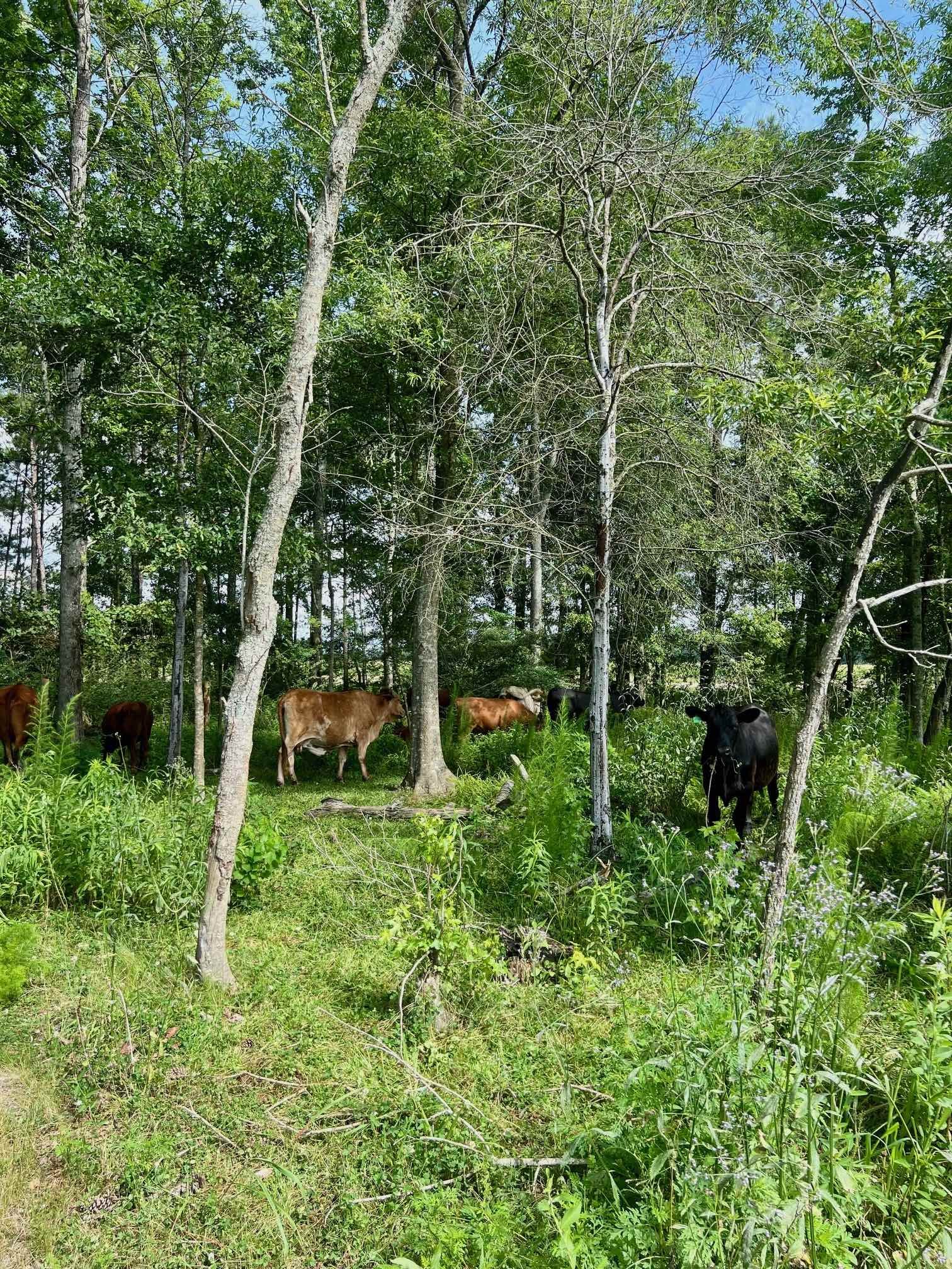 Cattle Woods May 2024.jpg