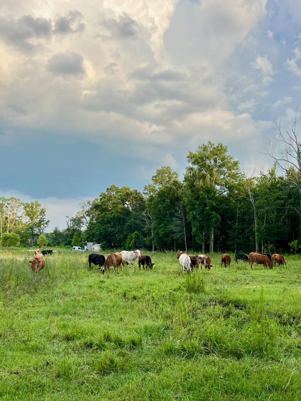 Cattle June 2024.jpg