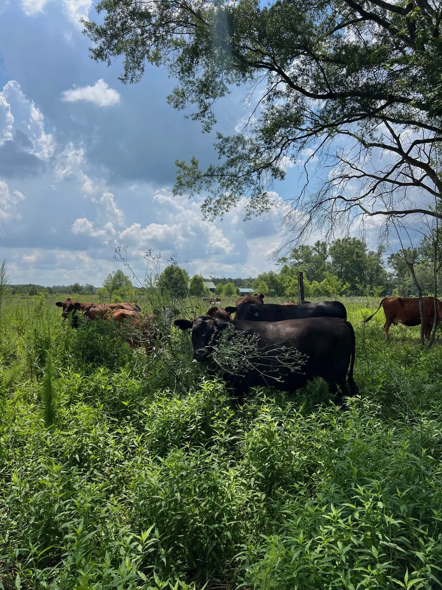 Cattle Brush June 2024.jpg