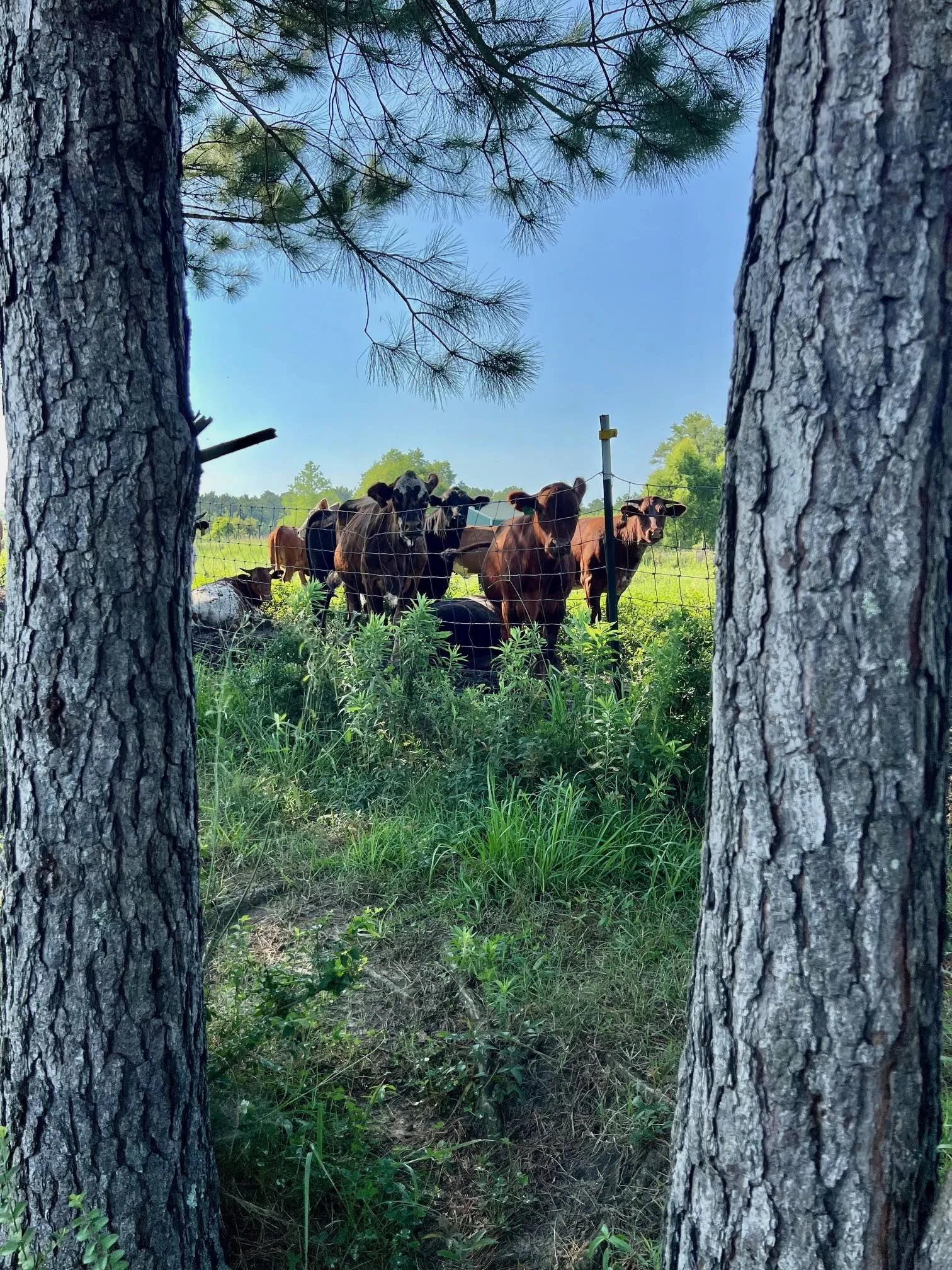 Cattle Acre Paddock June 2024.jpg