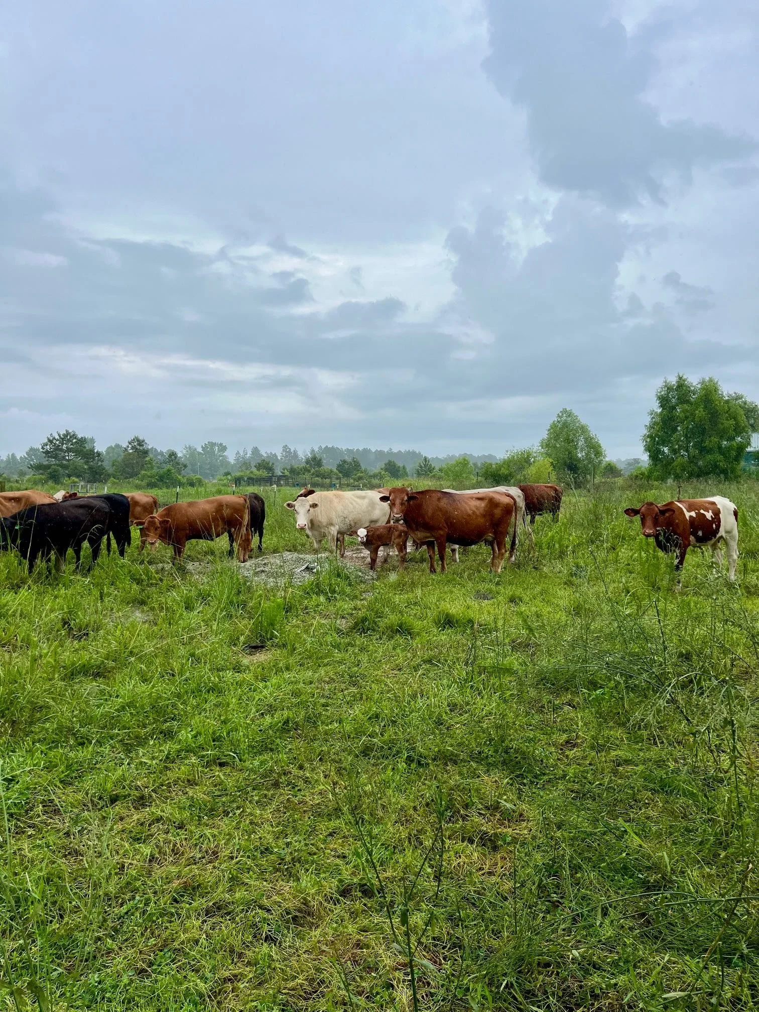 Cattle Calf June 2024.jpg