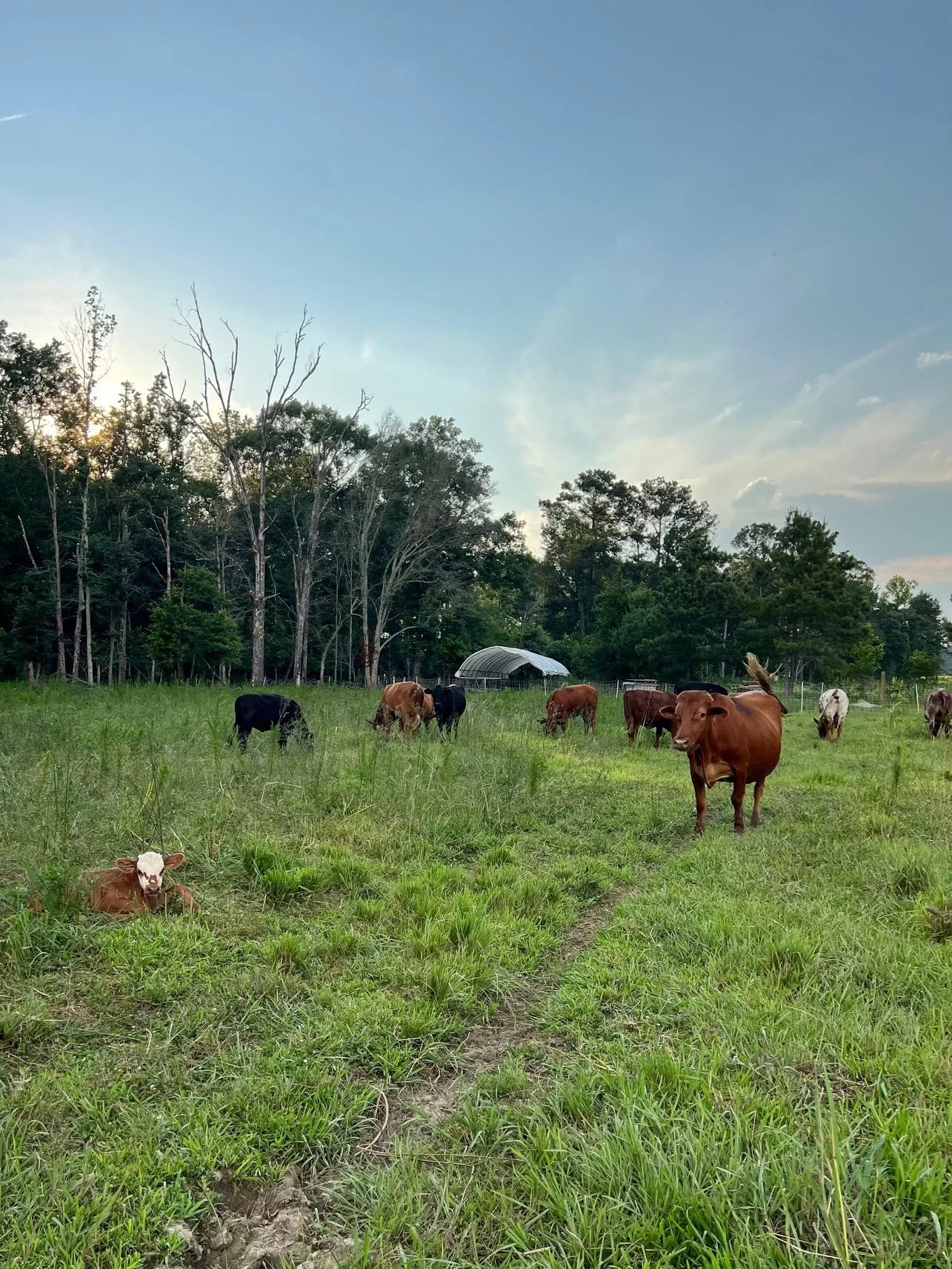 Calf And Herd June 2024.jpg