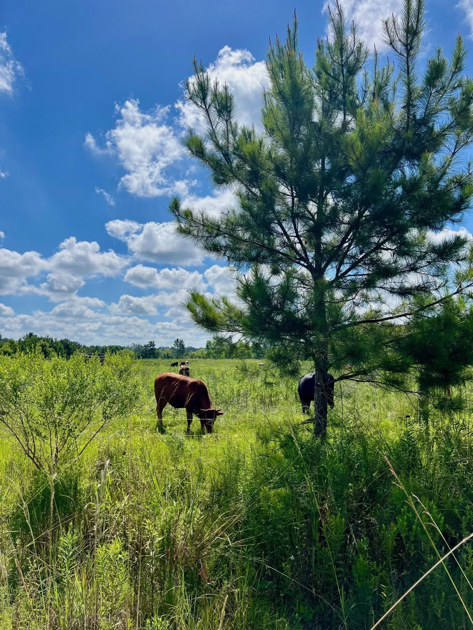Cattle Field 1 June 2024.jpg