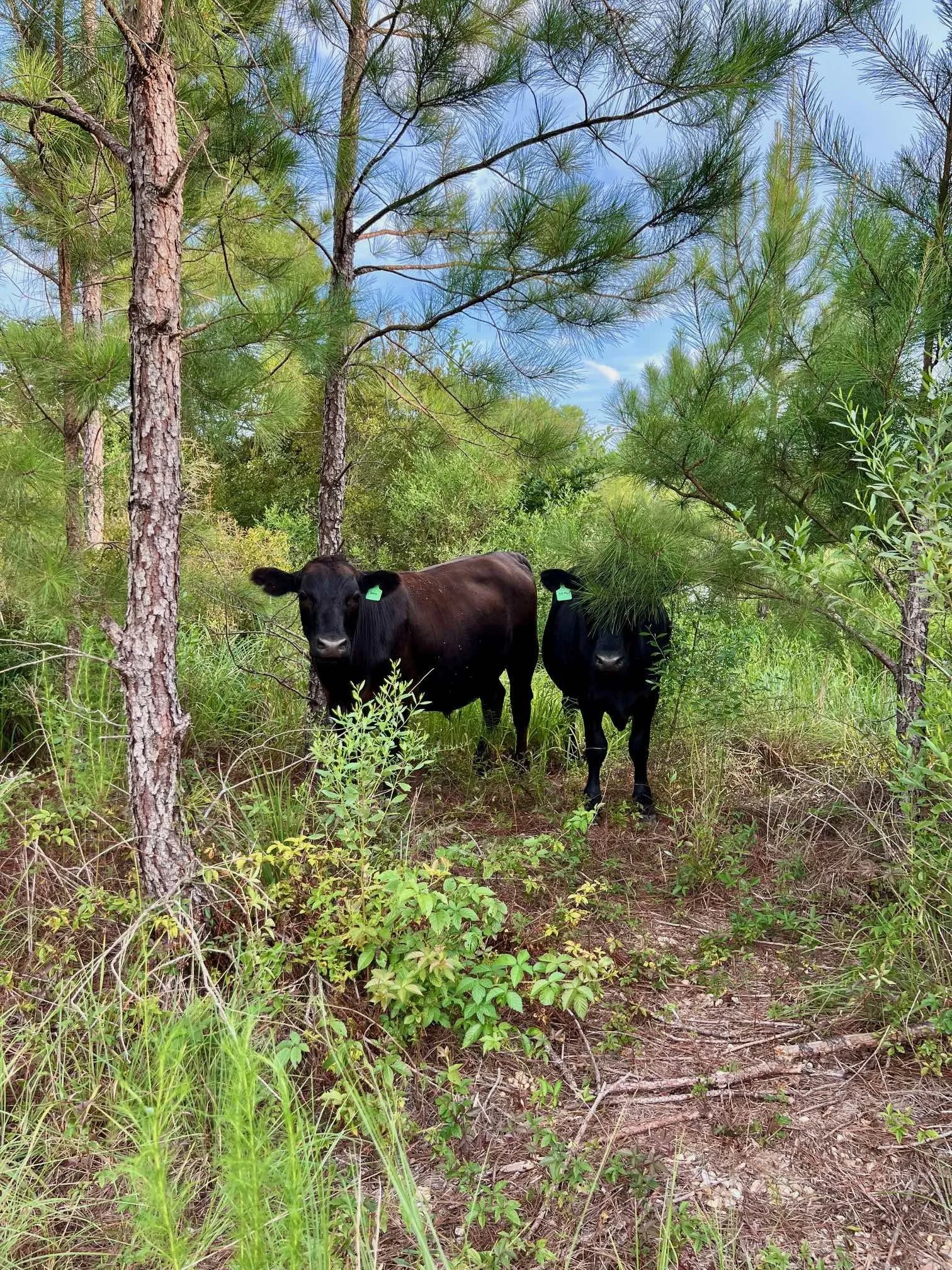 Black Steers Woods July 2024.jpg