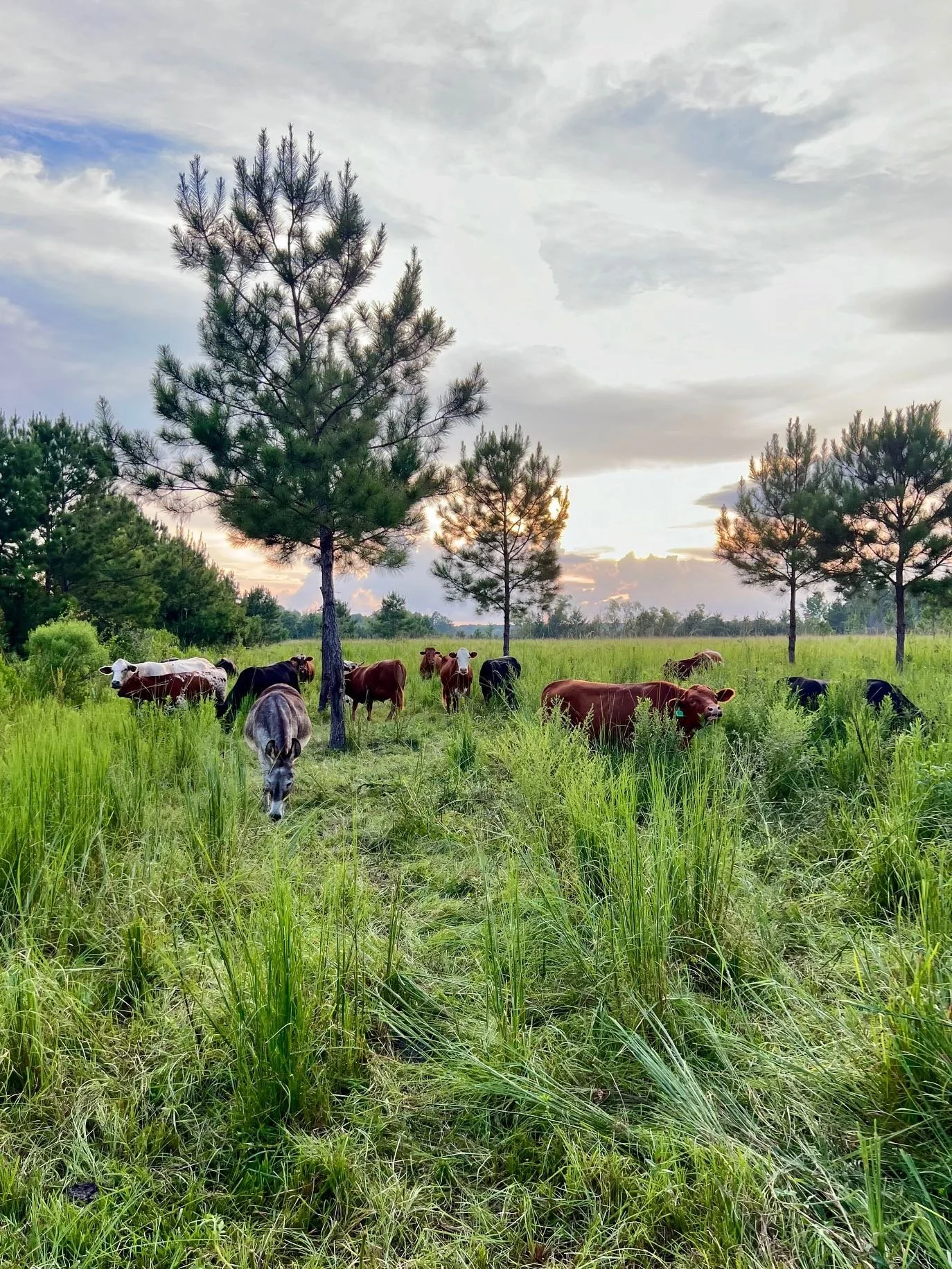 Cattle Donkey House Field July 2024.jpg