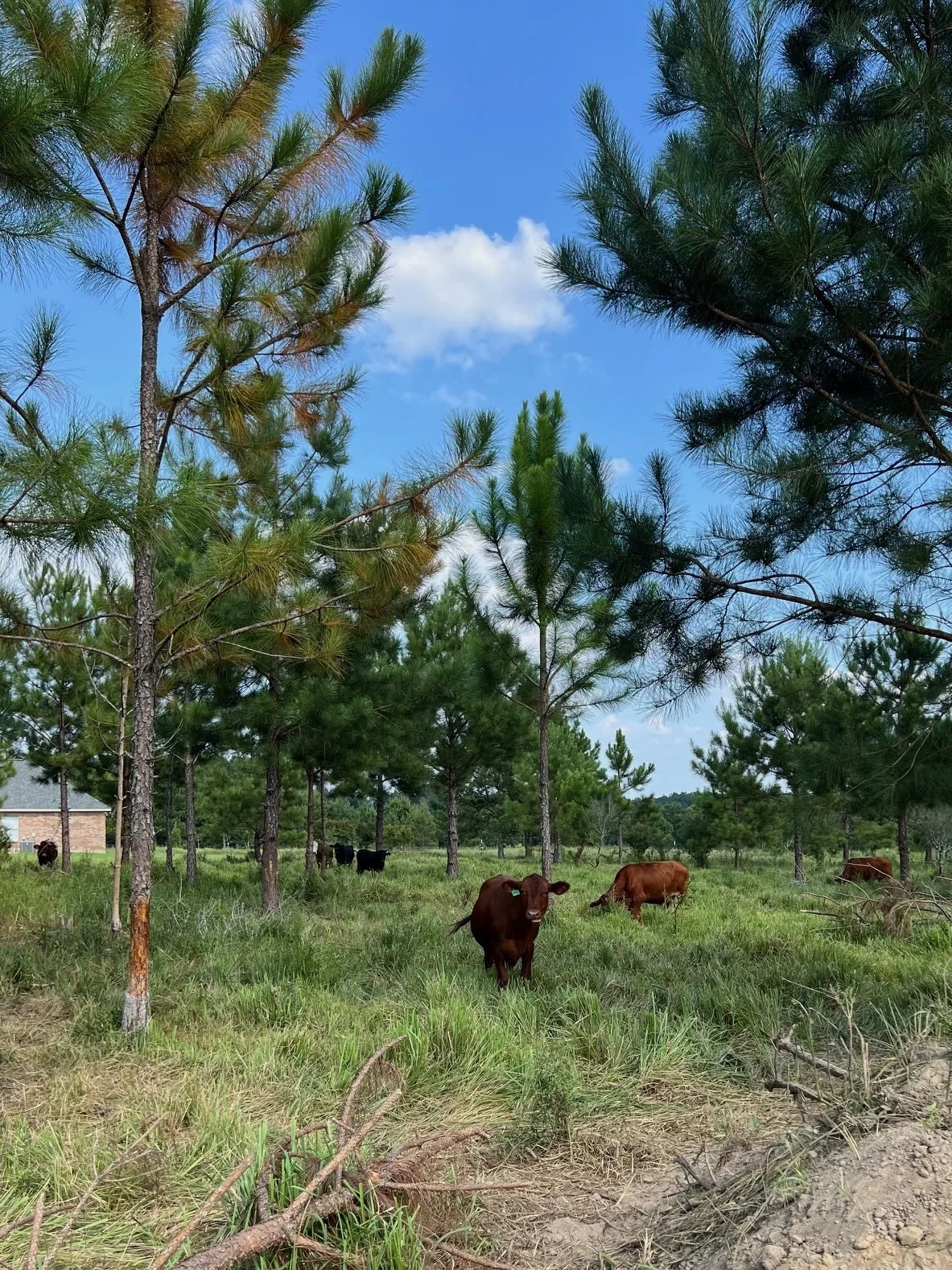 Cattle Pines House Field August 2024.jpg