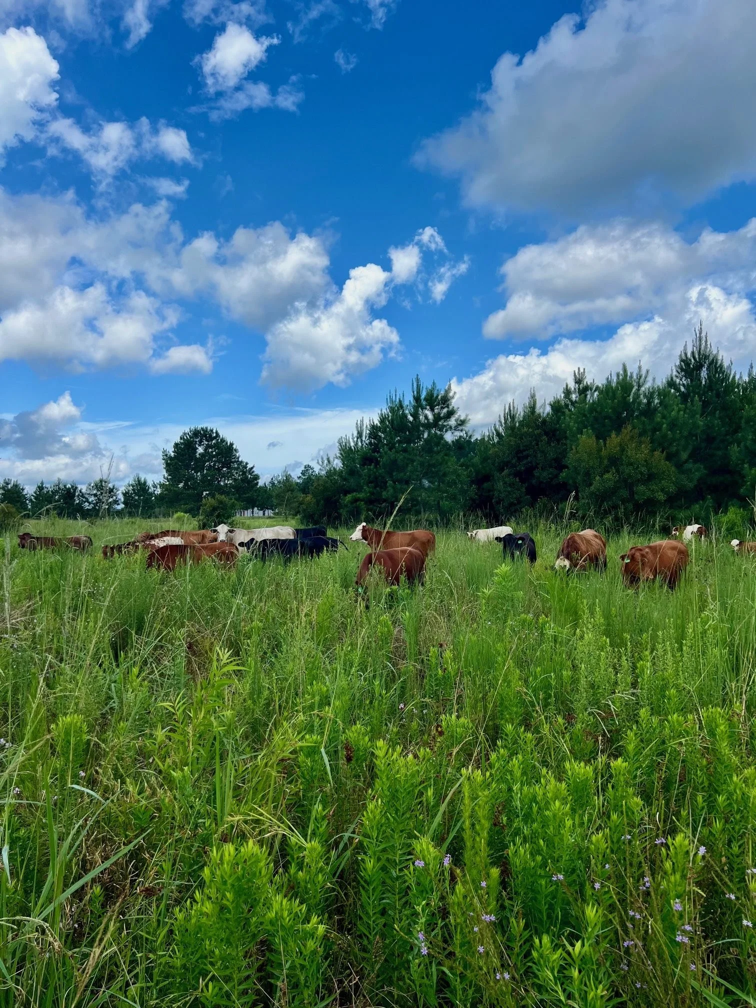 Cattle Tall Field July 2024.jpg