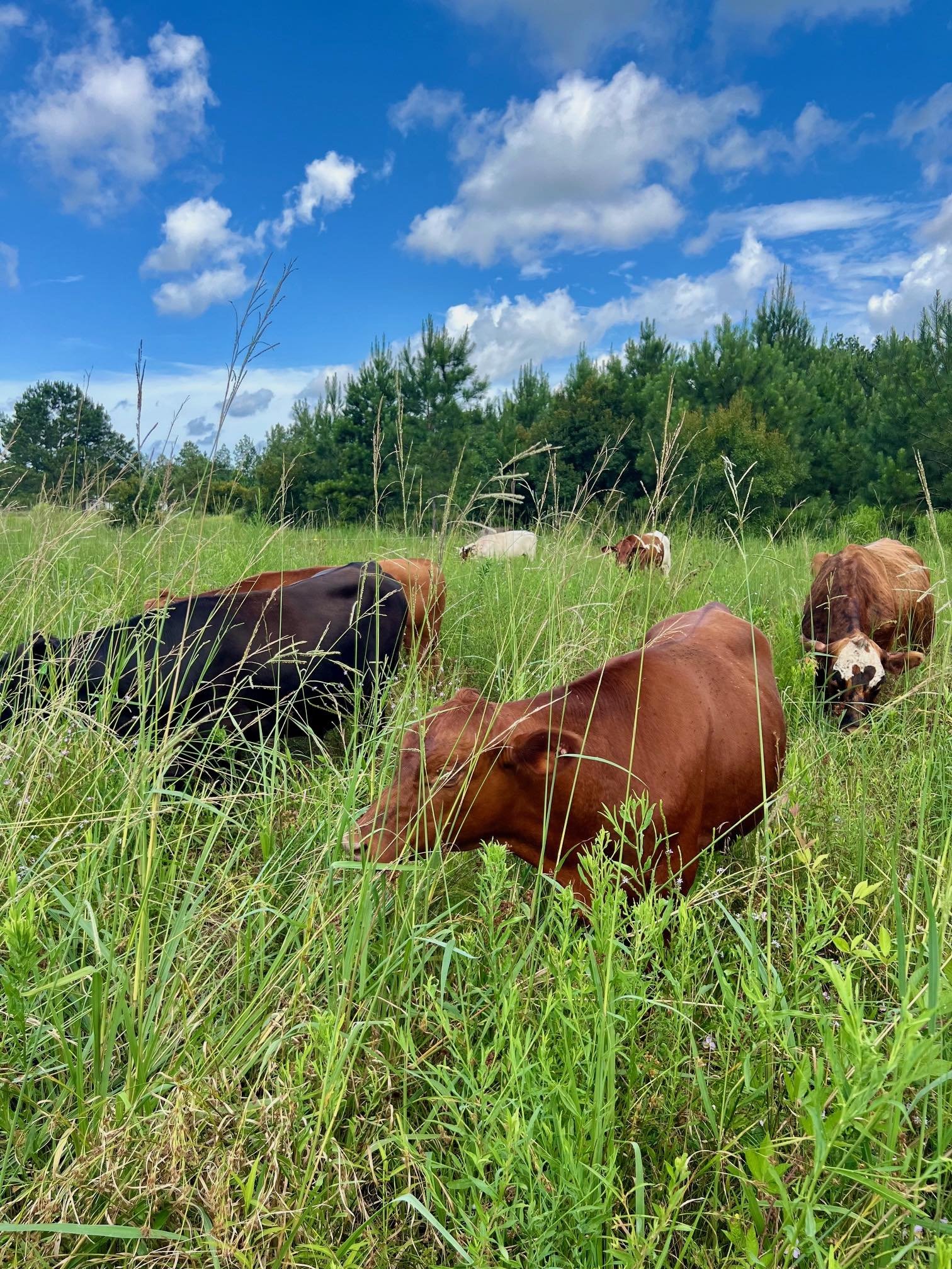 Cattle Tall Grass July 2024.jpg