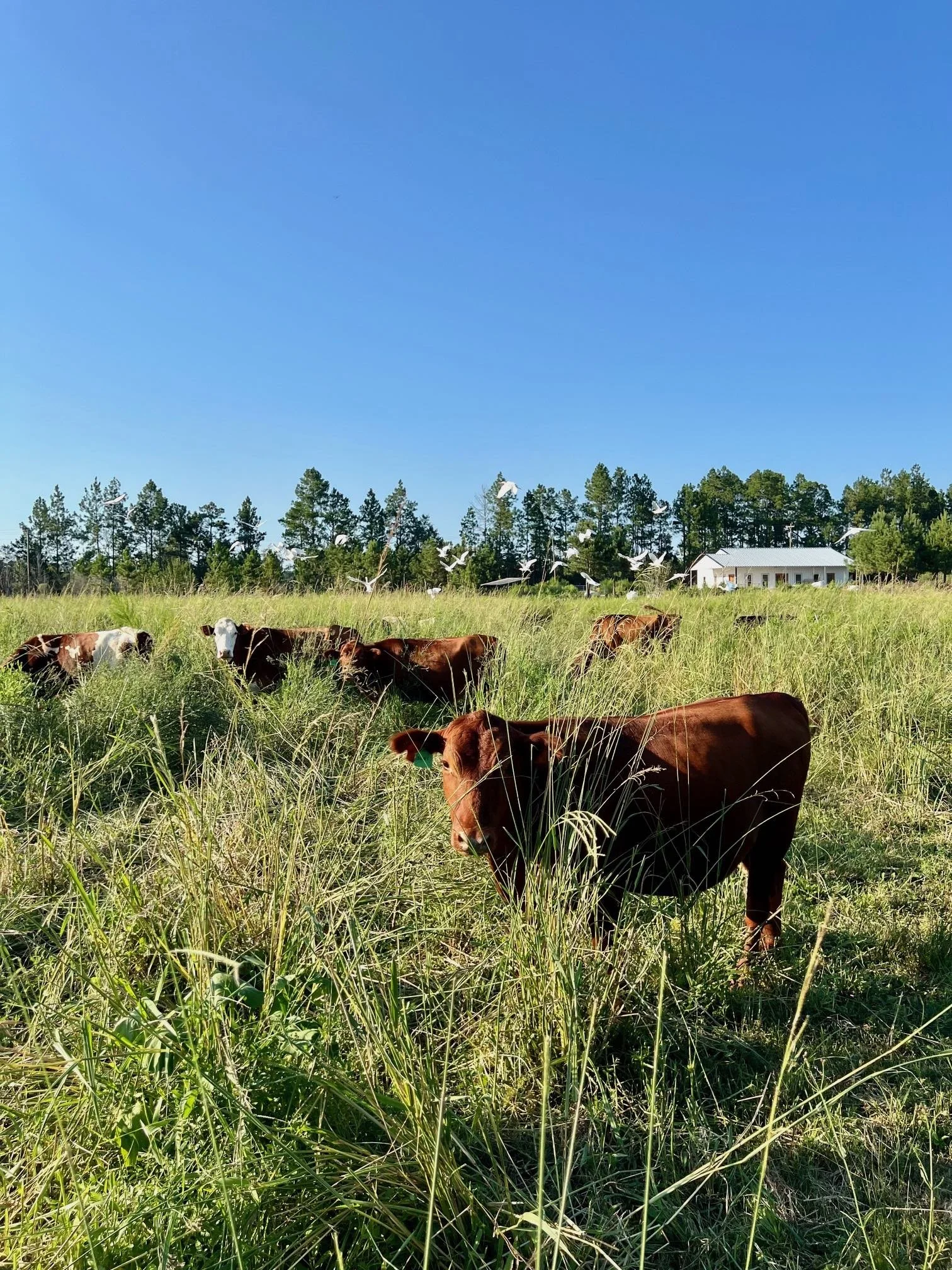 Cattle August 2024 House.jpg