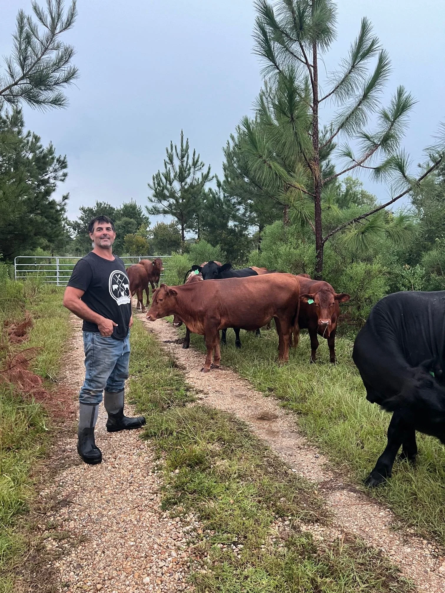 Grant Cattle Internal Road Summer 2024.jpg