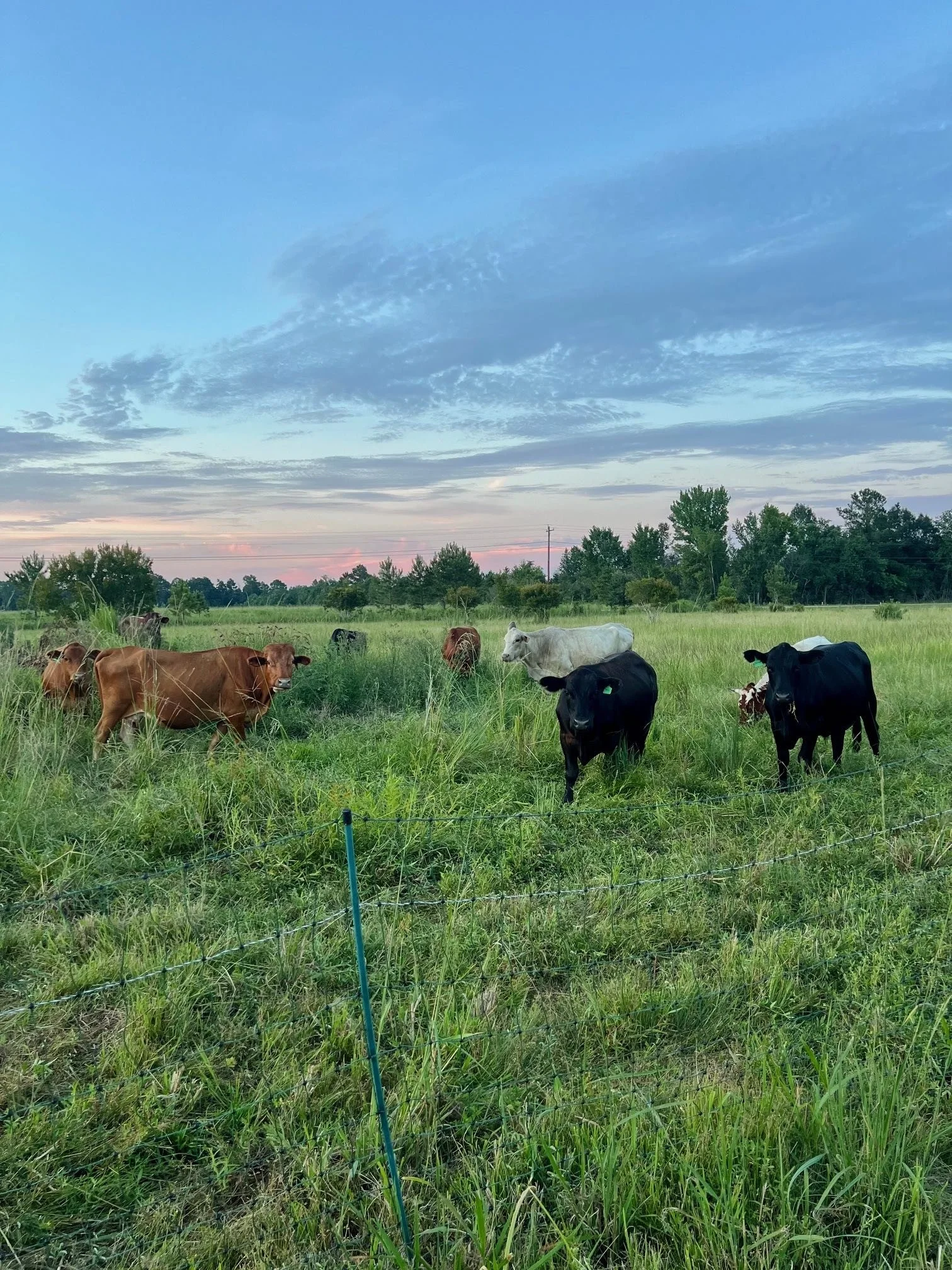 Cattle August 2024.jpg